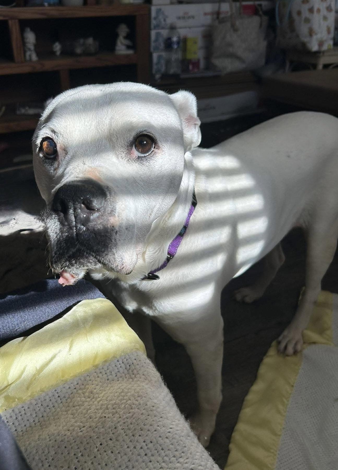 Enlarge Mama Dukes, a Adopted American Bulldog in Spotsylvania, VA image 1/3