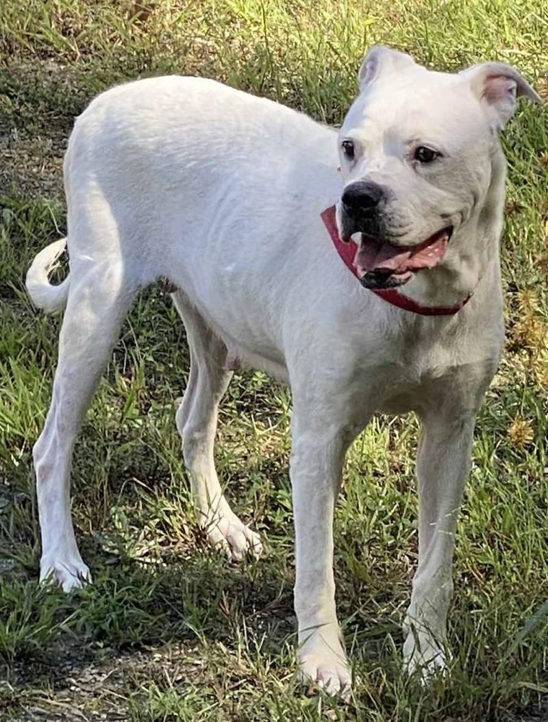 Enlarge Mama Dukes, a Adopted American Bulldog in Spotsylvania, VA image 2/3