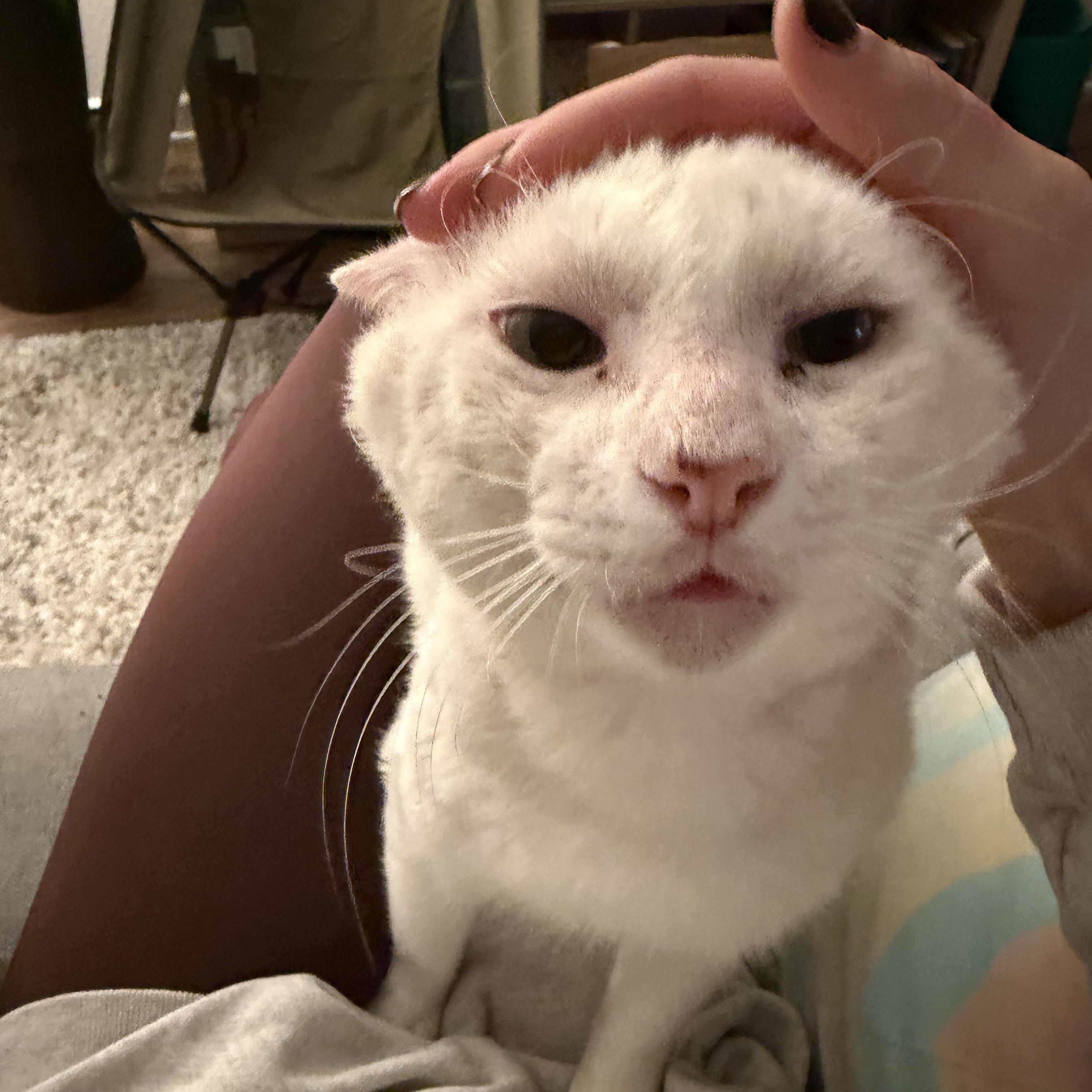 Enlarge Dimitri - The Low Maintenance Cat , a Adoptable Domestic Short Hair in Fountain Valley, CA image 2/2