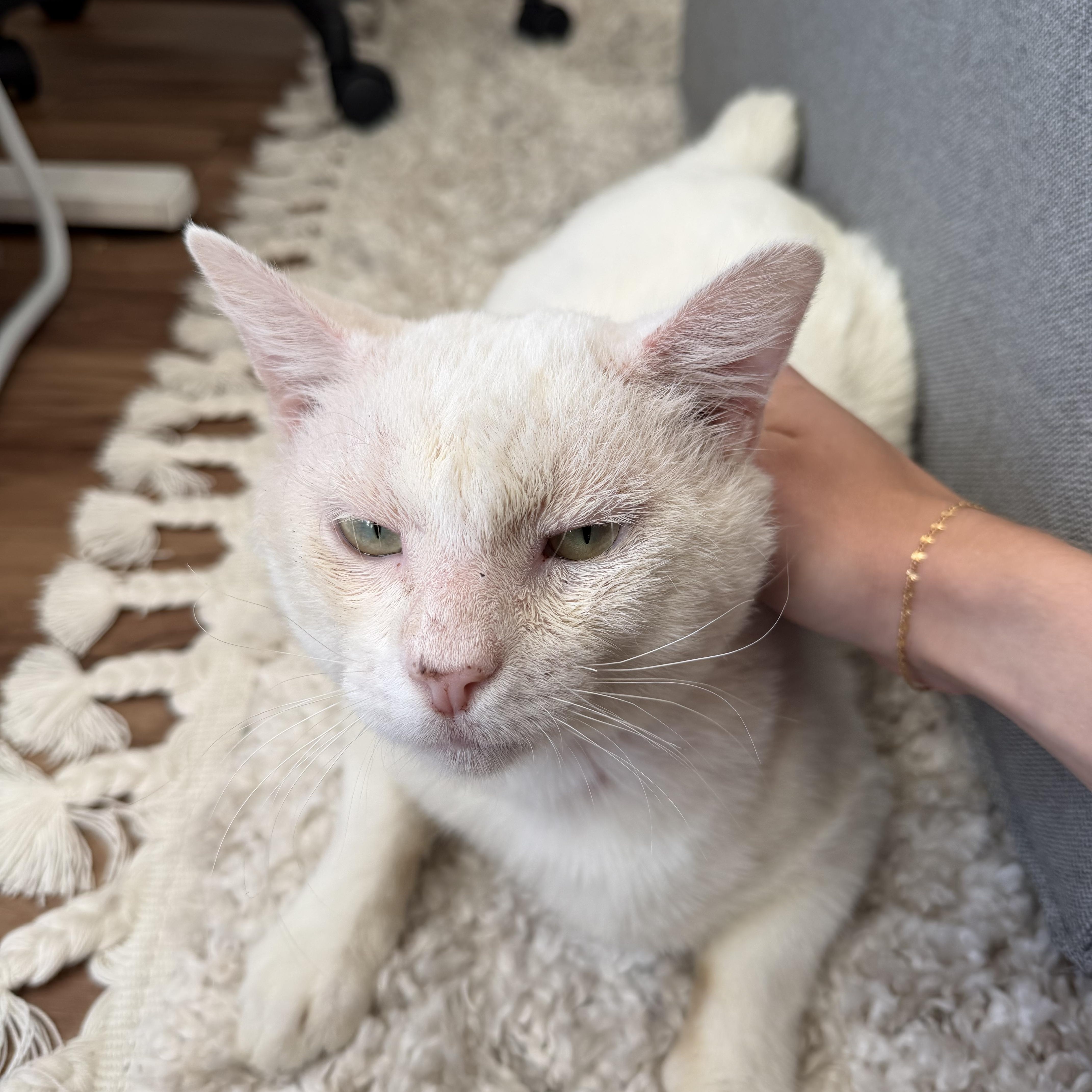 Enlarge Dimitri - The Low Maintenance Cat , a Adoptable Domestic Short Hair in Fountain Valley, CA image 1/2