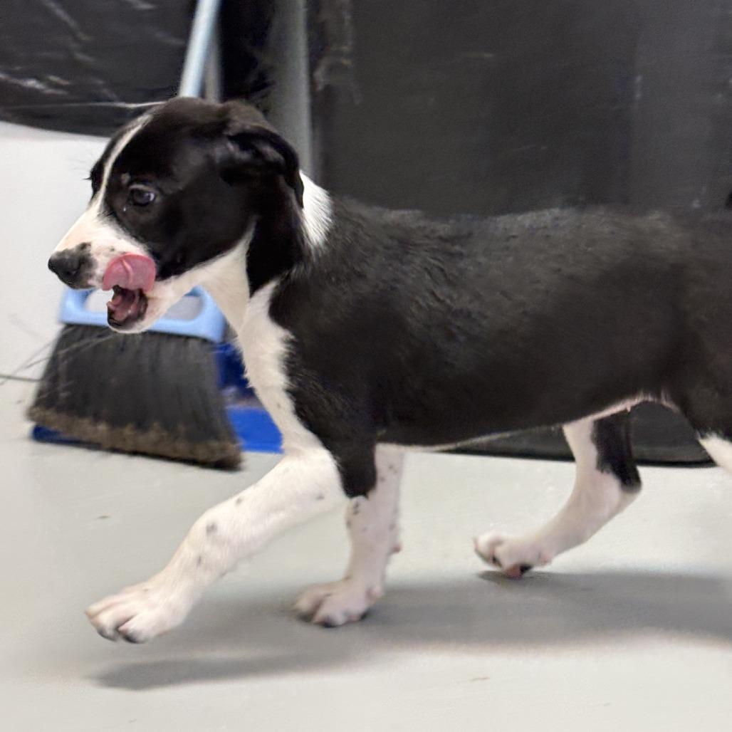 Enlarge RJ, a Adoptable Mixed Breed in Branson, MO image 2/6