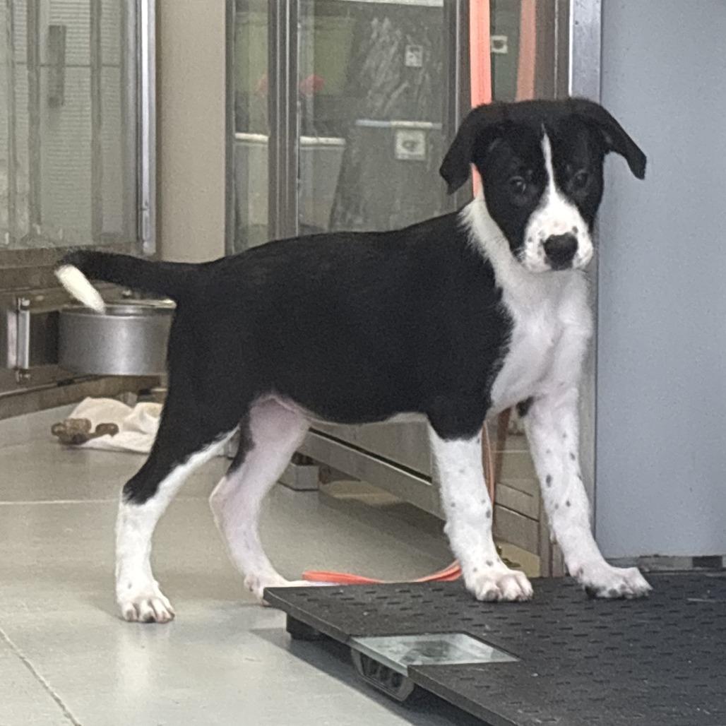 Enlarge RJ, a Adoptable Mixed Breed in Branson, MO image 3/6