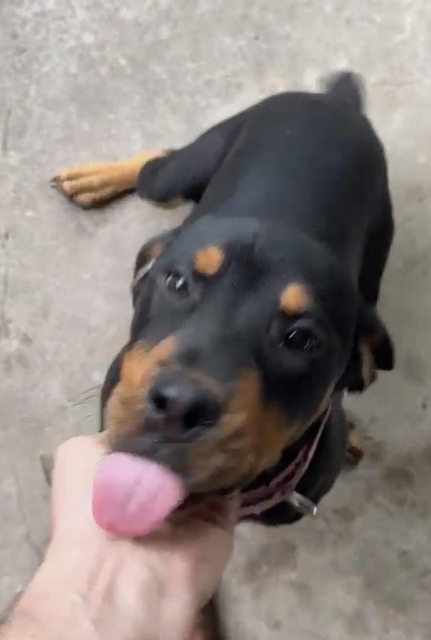 Enlarge Tatum, a Adopted Rottweiler in Hillsboro, NH image 1/1