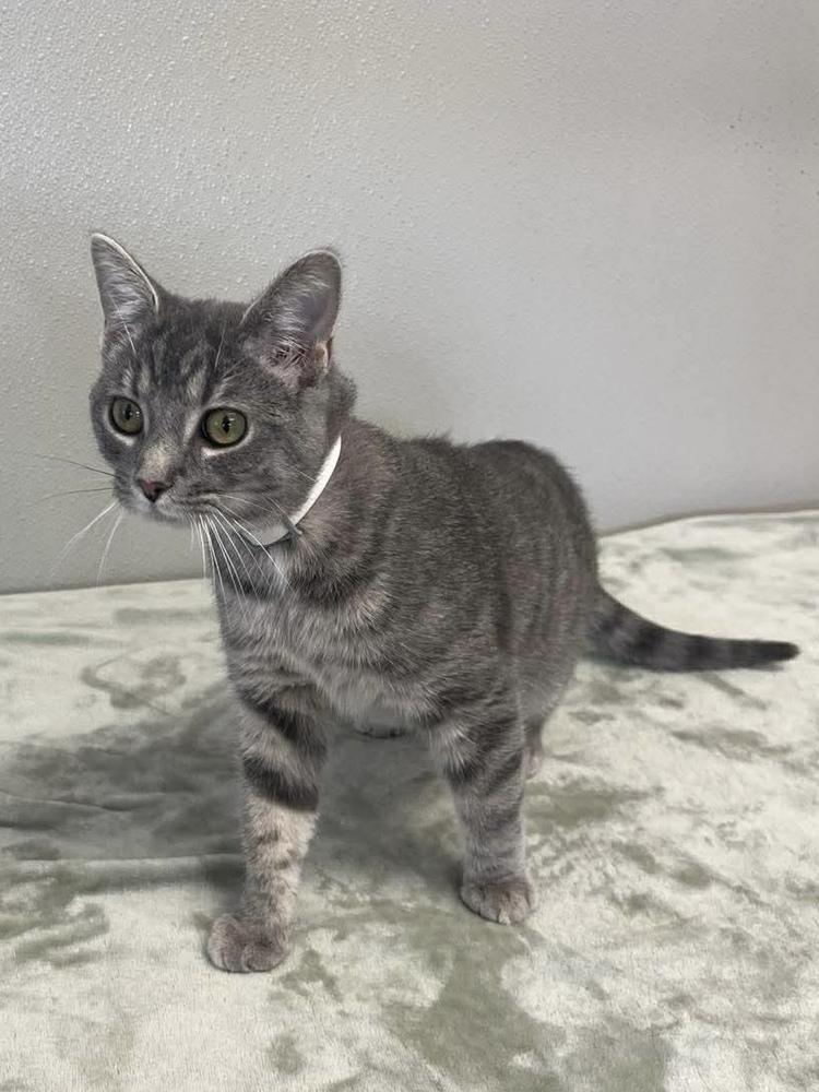 Buttons, Adoptable, Adult Female Domestic Short Hair.