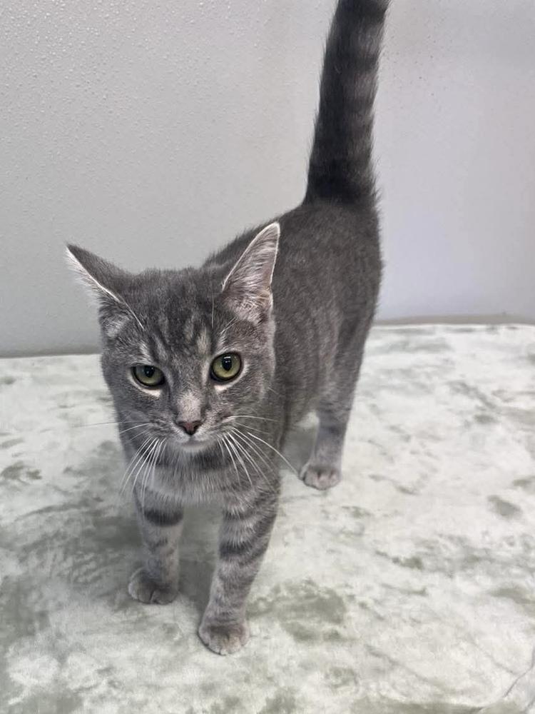 Buttons, a Adoptable Domestic Short Hair in Osgood, IN image 2/2