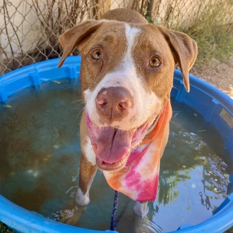 Delta, an adoptable Pointer in Austin, TX, 78704 | Photo Image 4
