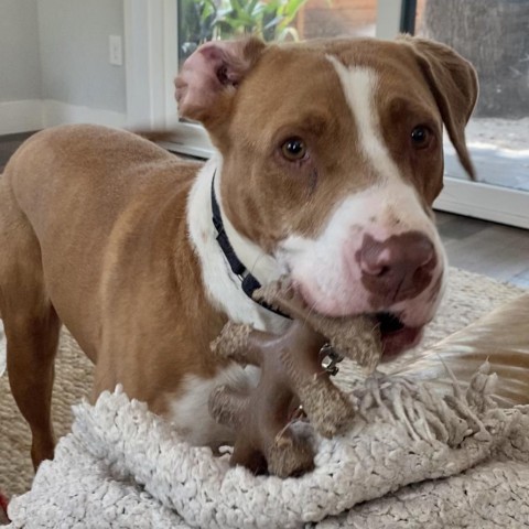 Delta, an adoptable Pointer in Austin, TX, 78704 | Photo Image 6