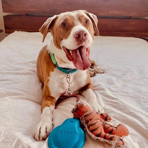 Delta, Senior Female Pointer