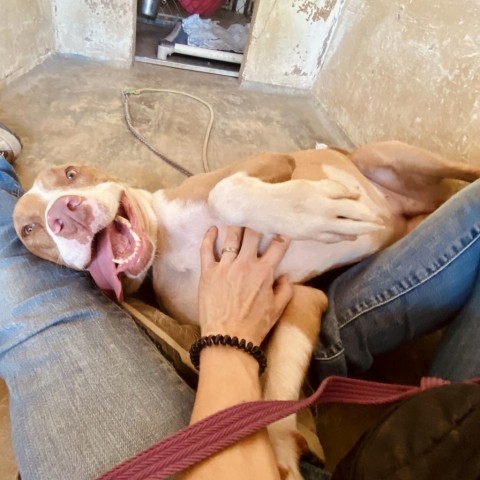 Delta, an adoptable Pointer in Austin, TX, 78704 | Photo Image 2