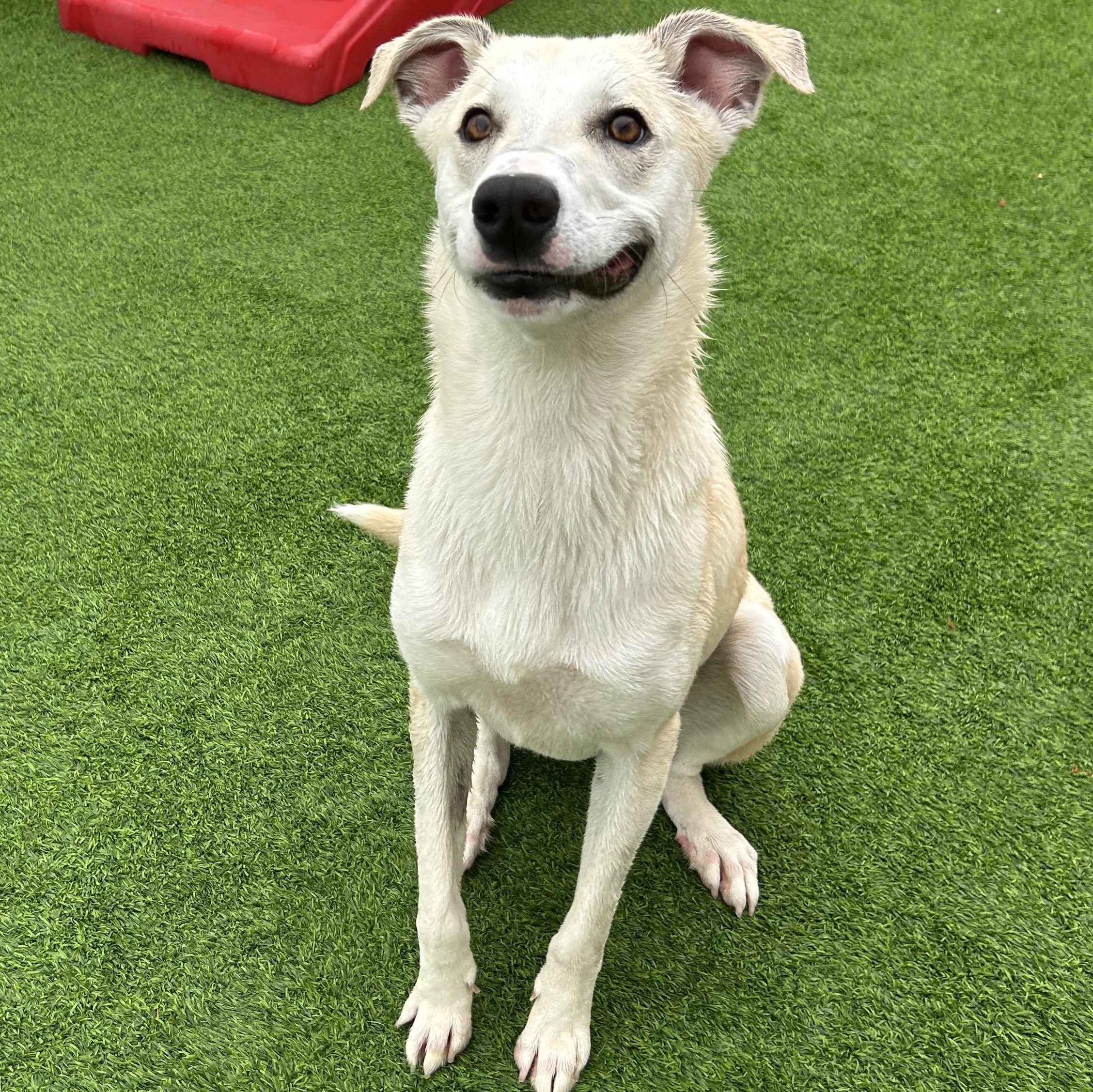 Amber, Adoptable, Young Female Labrador Retriever & Great Pyrenees.