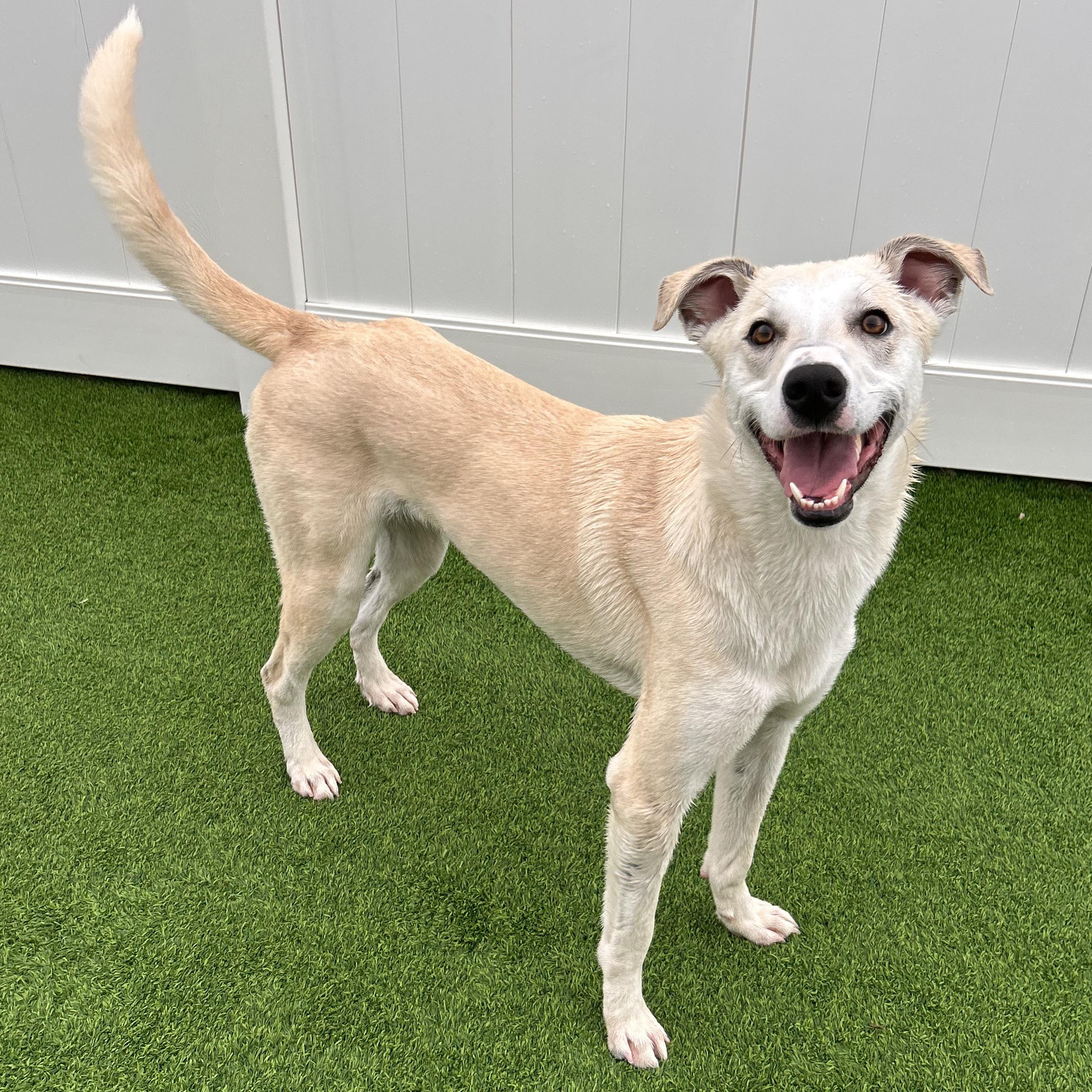 Enlarge Amber, a Adoptable mixed breed in The Colony, TX image 4/6