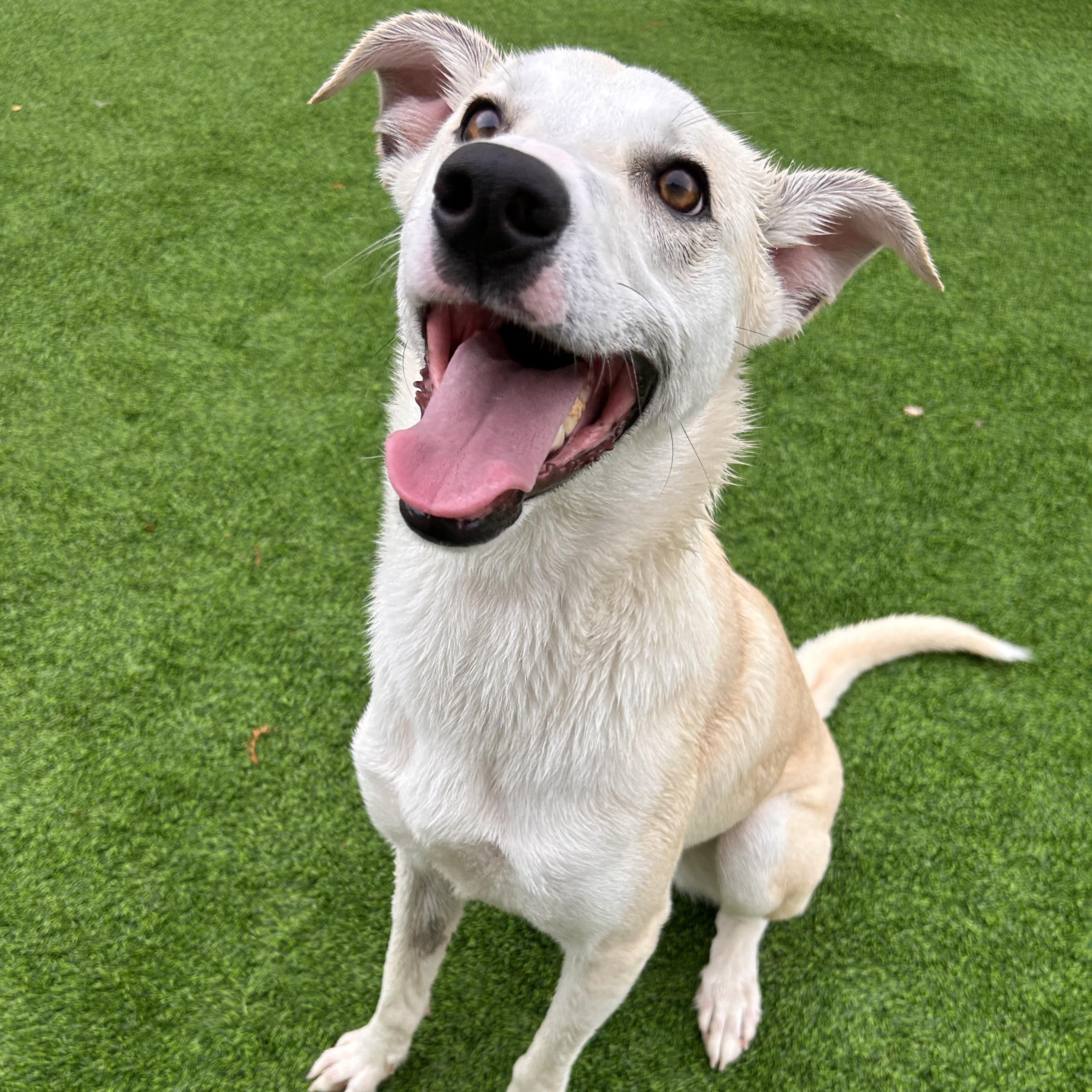 Enlarge Amber, a Adoptable mixed breed in The Colony, TX image 3/6