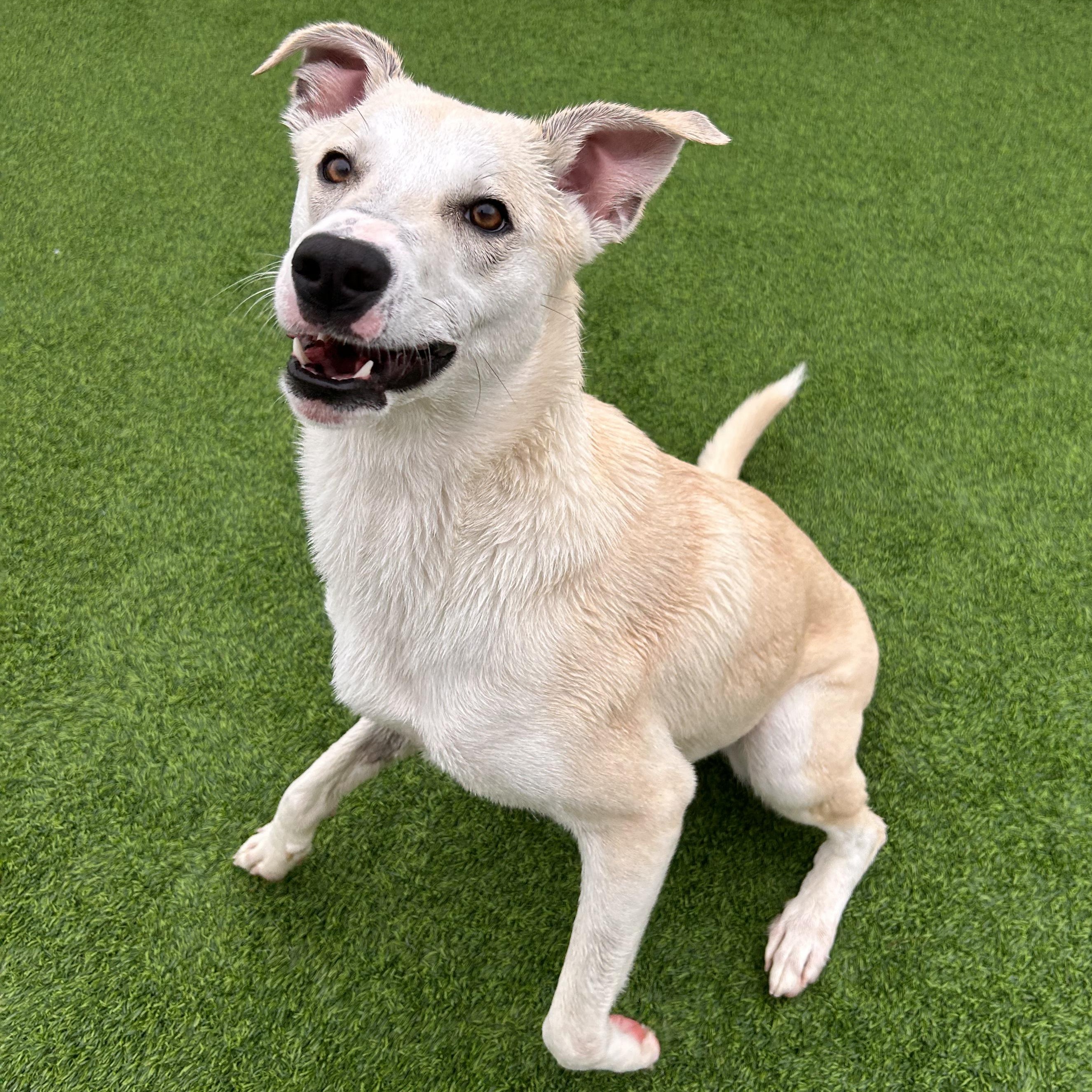 Enlarge Amber, a Adoptable mixed breed in The Colony, TX image 5/6