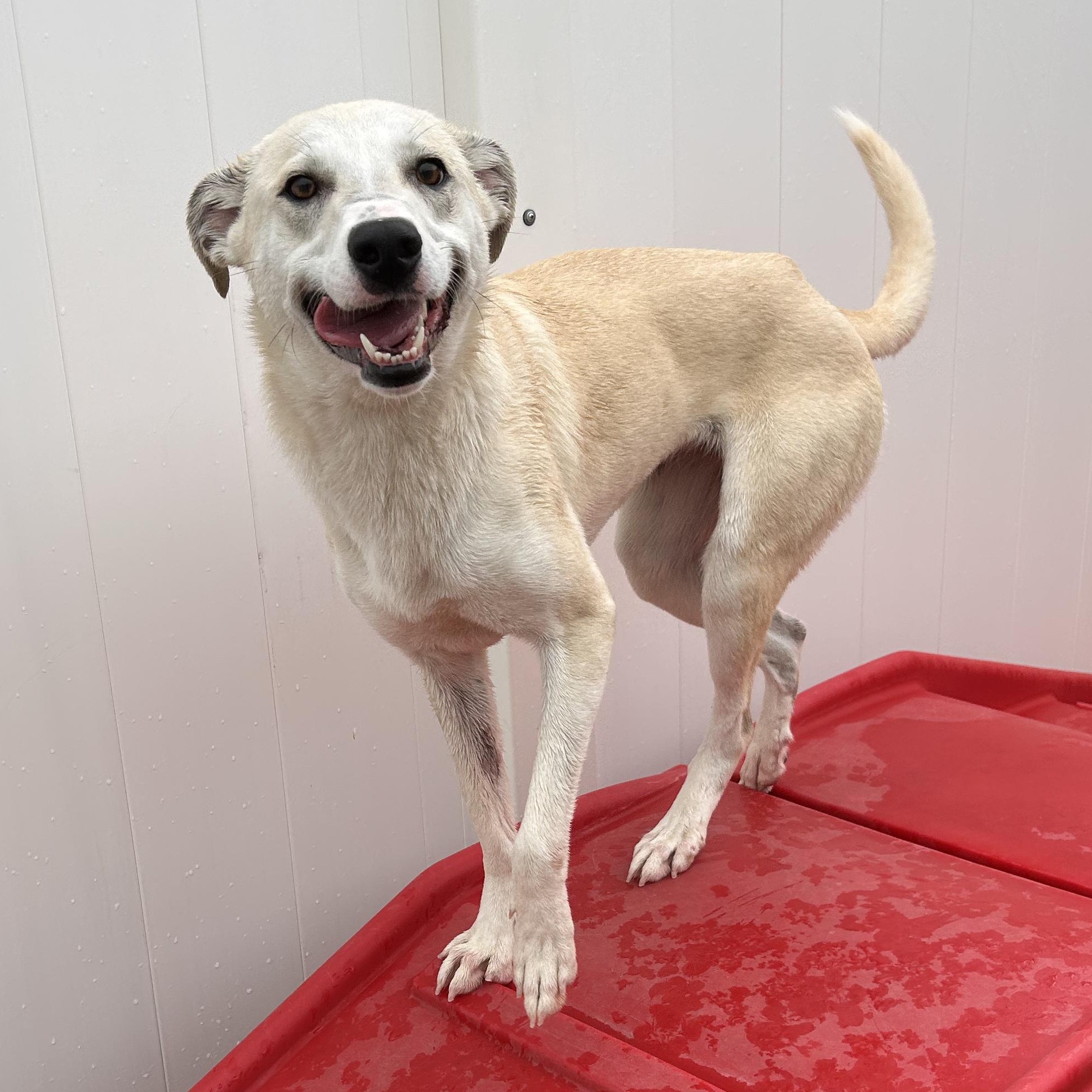 Enlarge Amber, a Adoptable mixed breed in The Colony, TX image 2/6