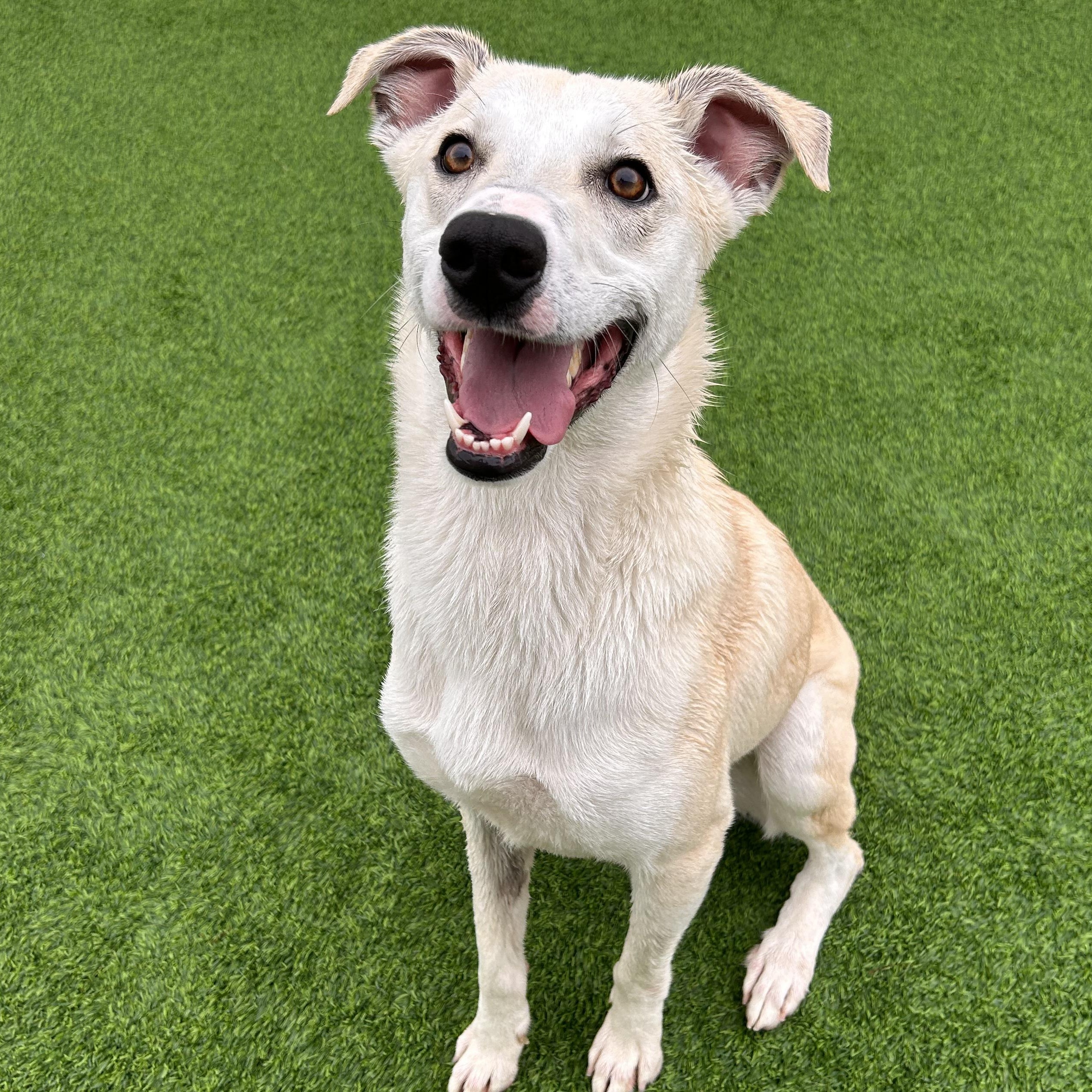 Enlarge Amber, a Adoptable mixed breed in The Colony, TX image 6/6