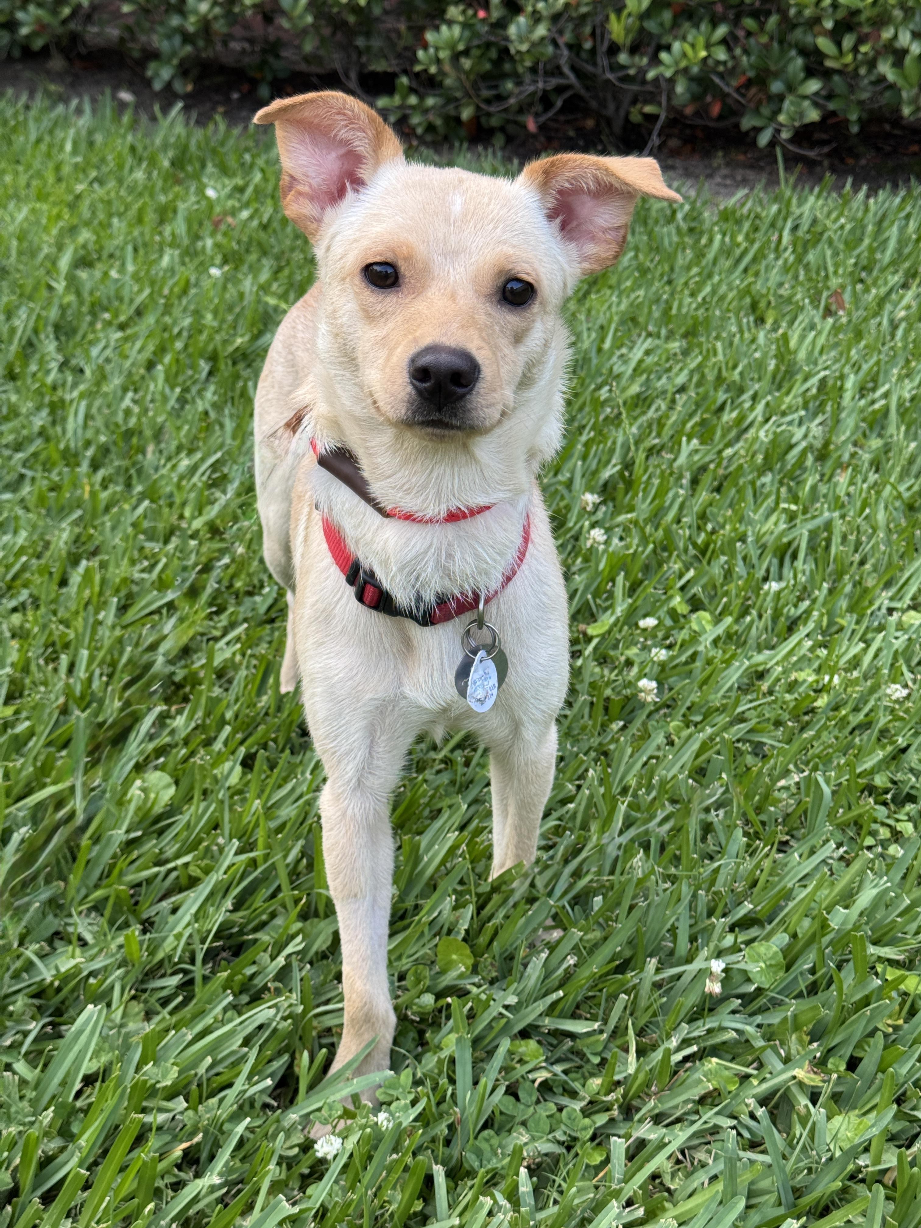 Daisy, adopted, Young Female Chihuahua.