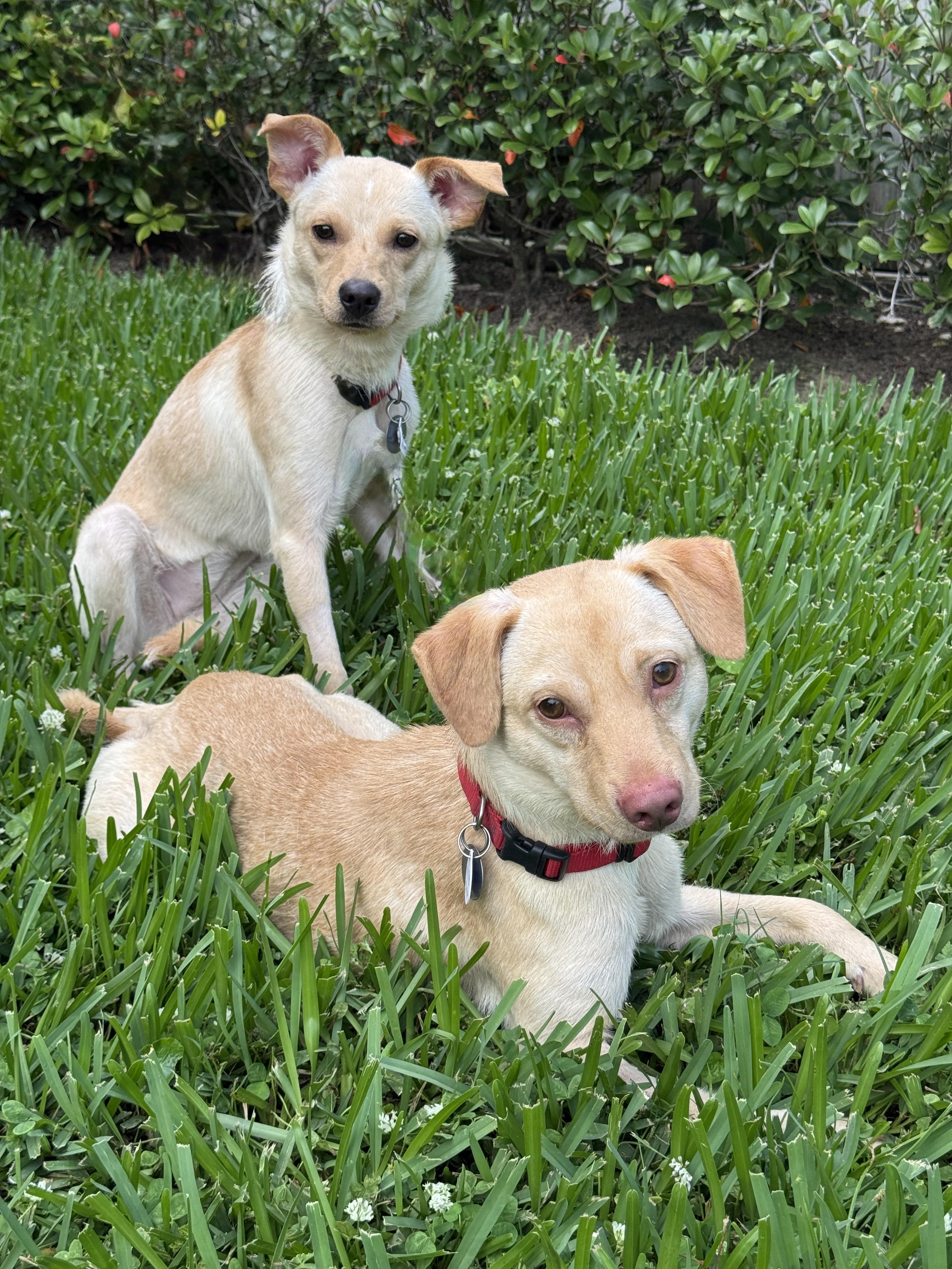 Daisy, an adopted mixed breed in Houston, TX image 2/5