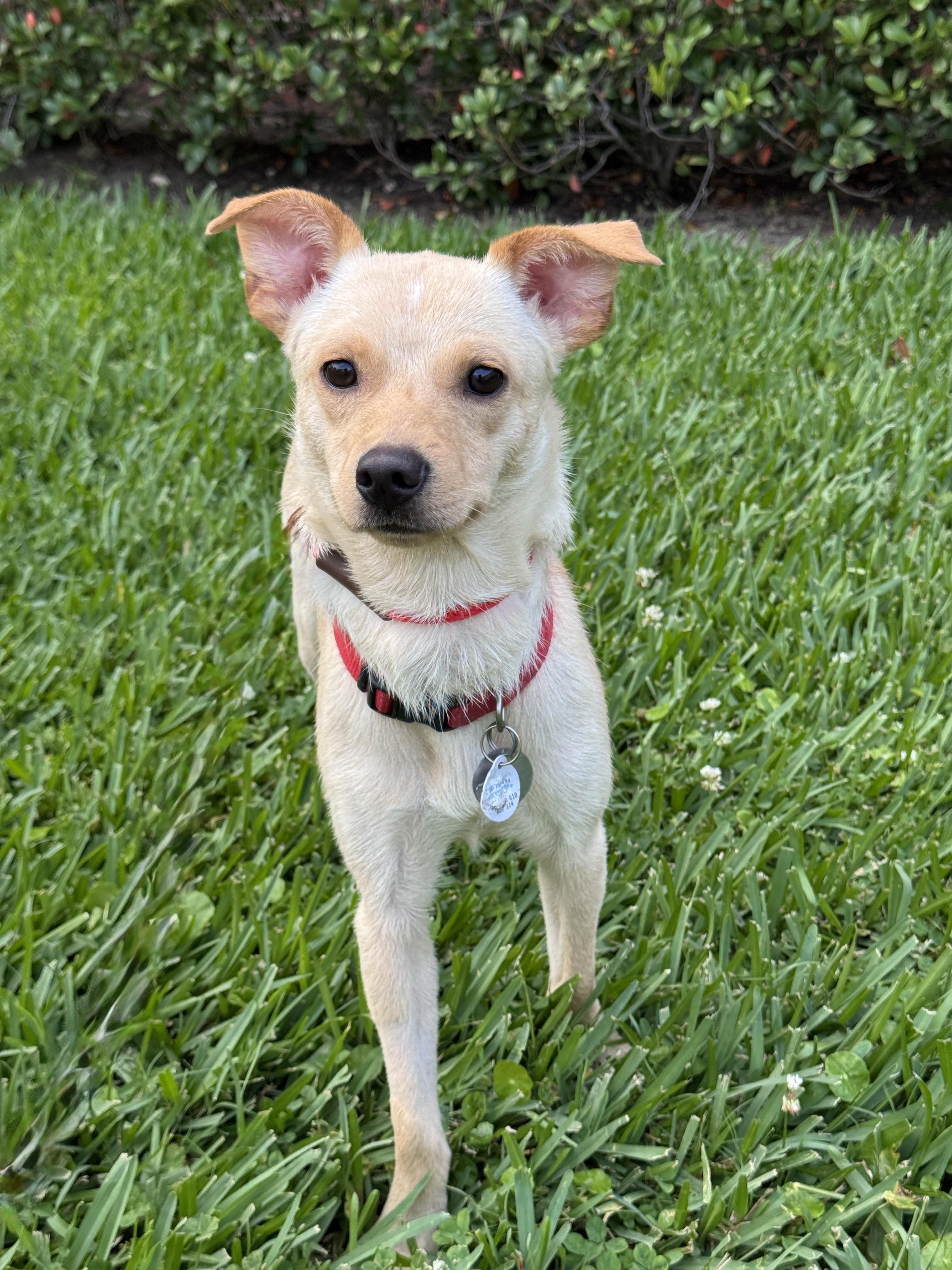 Daisy, an adopted mixed breed in Houston, TX image 4/5