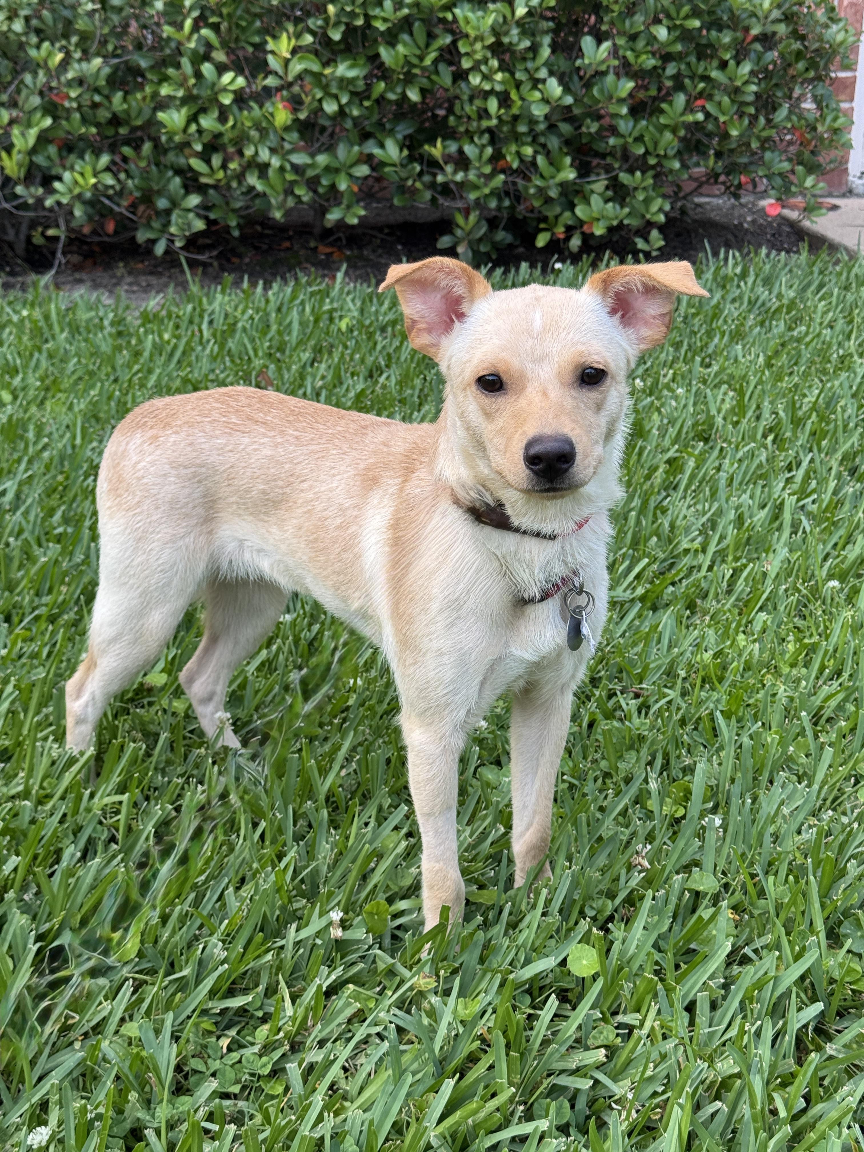 Daisy, an adopted mixed breed in Houston, TX image 3/5
