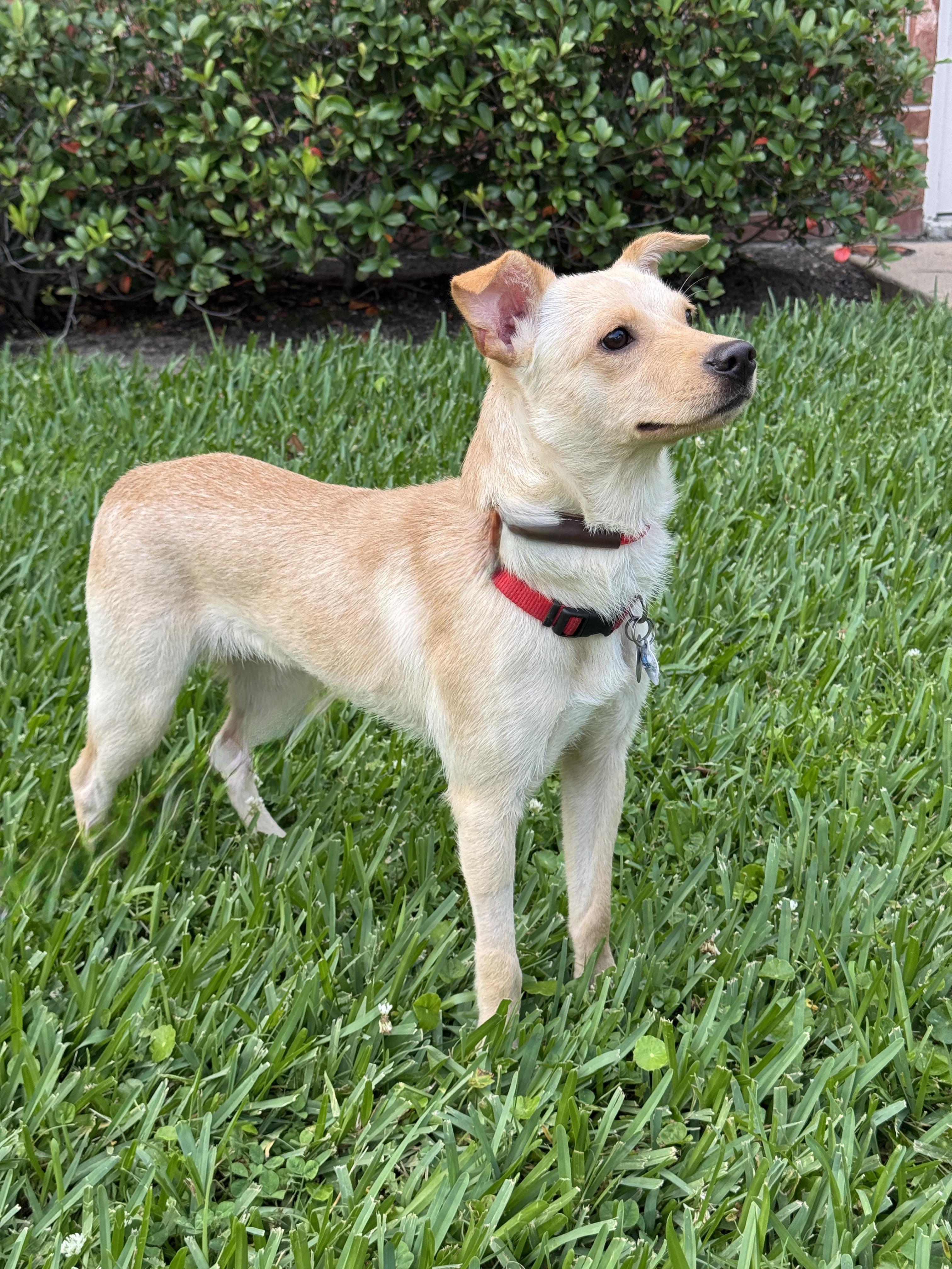 Daisy, an adopted mixed breed in Houston, TX image 5/5