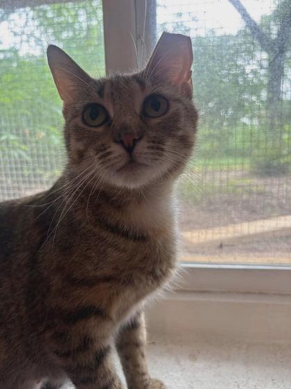 Agatha, Adoptable, Adult Female Domestic Short Hair & Domestic Short Hair.