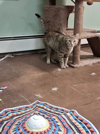 Enlarge Agatha, a Adoptable mixed breed in Berwick, PA image 2/2