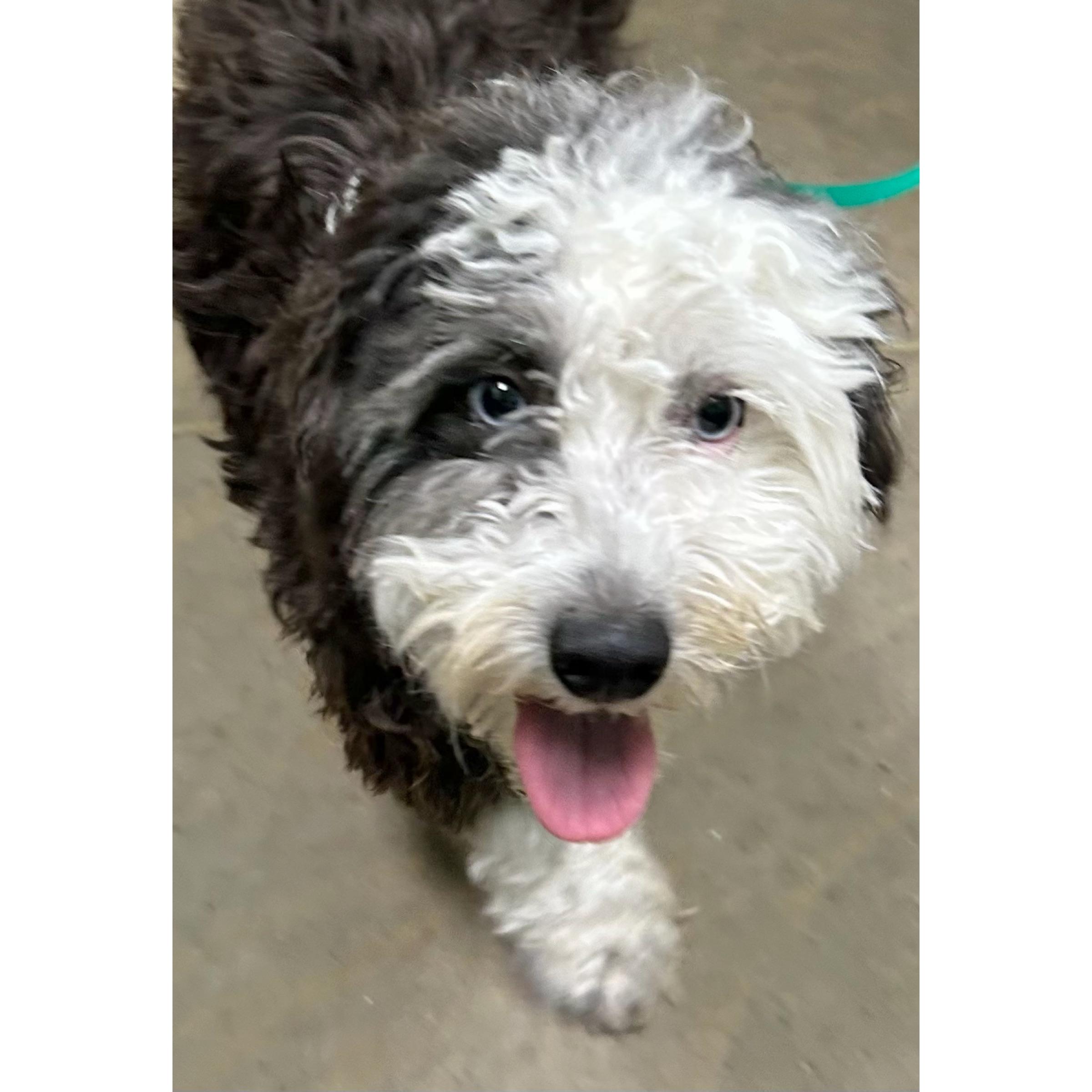 Clover, ADOPTABLE, Young Female Sheepadoodle.