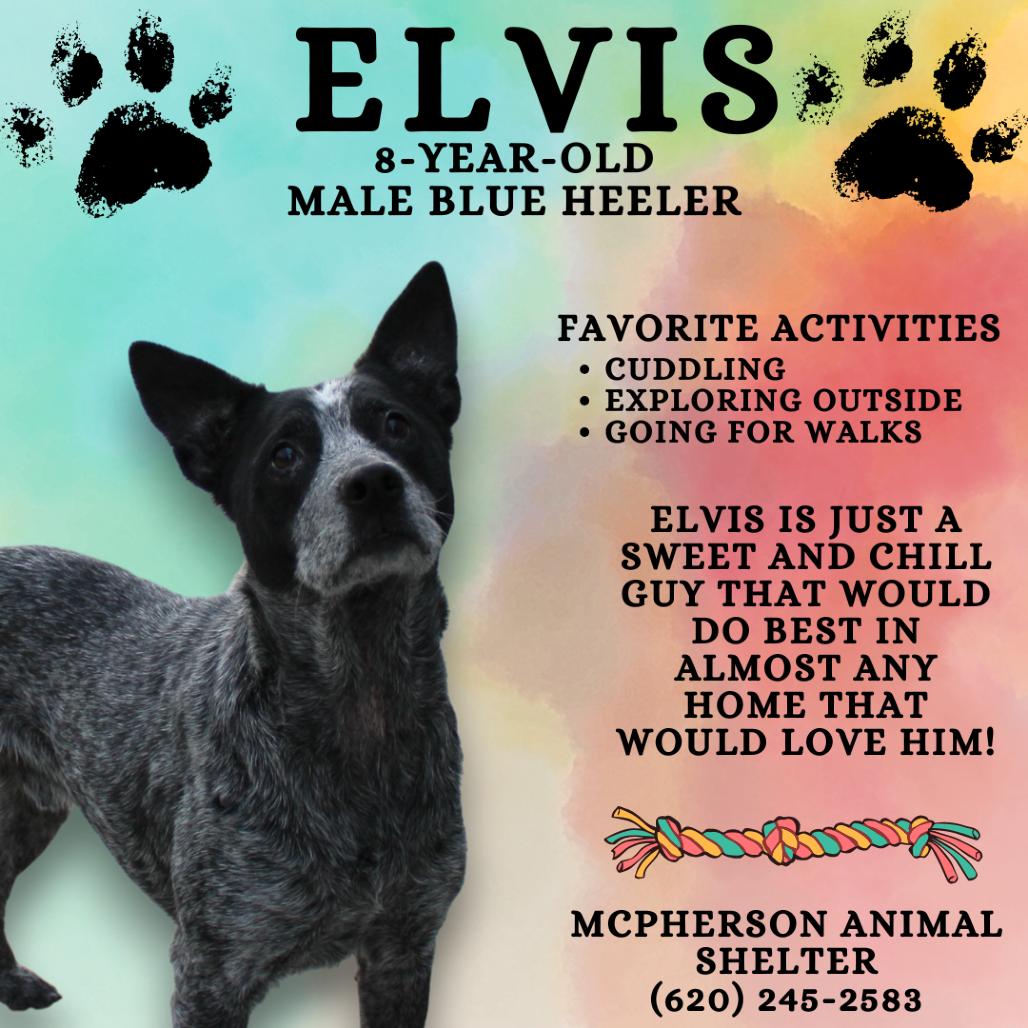 Enlarge Elvis, a Adoptable Australian Cattle Dog / Blue Heeler in McPherson, KS image 1/3