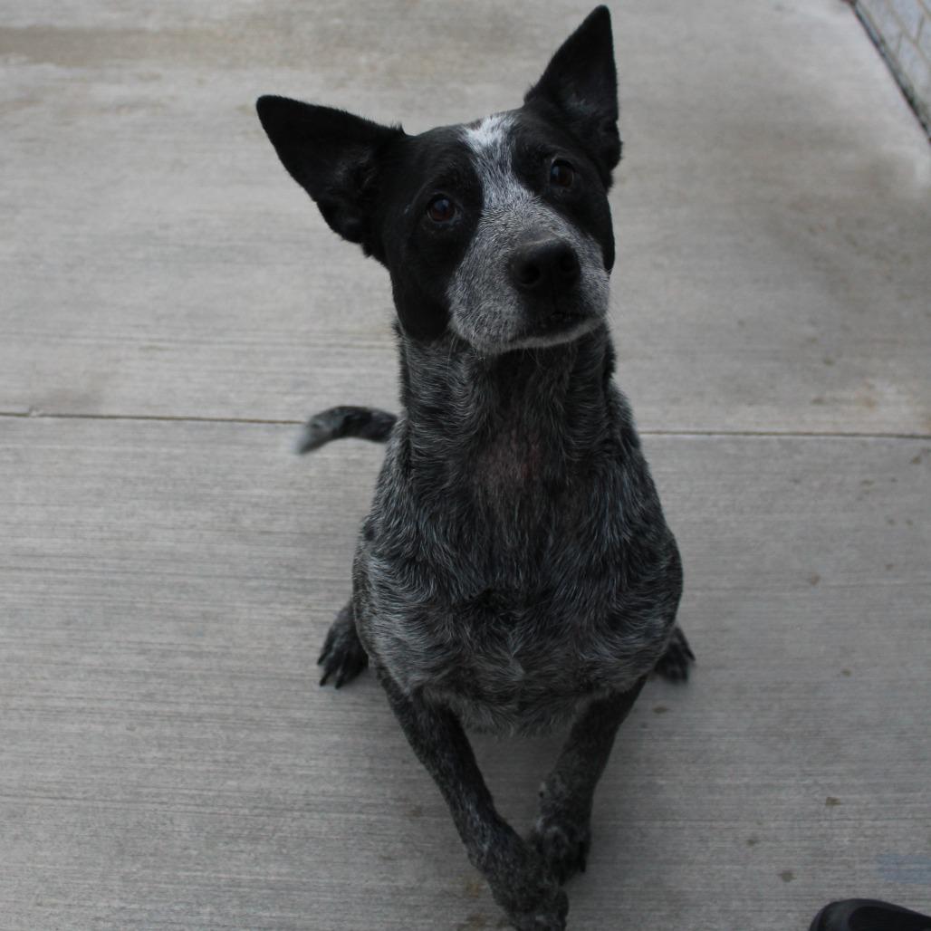 Enlarge Elvis, a Adoptable Australian Cattle Dog / Blue Heeler in McPherson, KS image 2/3