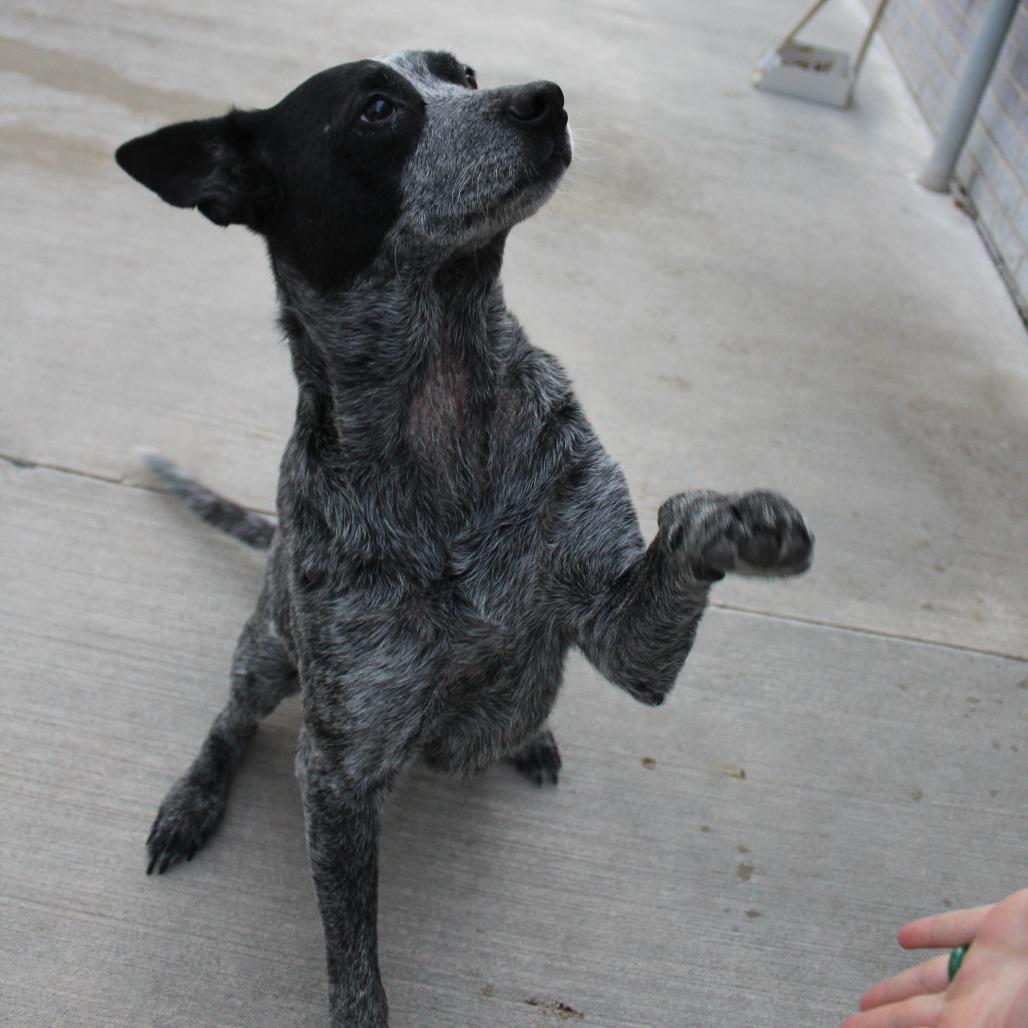 Enlarge Elvis, a Adoptable Australian Cattle Dog / Blue Heeler in McPherson, KS image 3/3