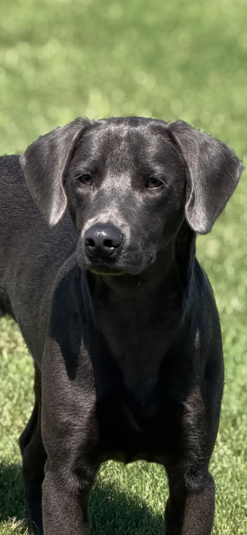 Mellow, a ADOPTABLE mixed breed in Sharon, CT image 3/4