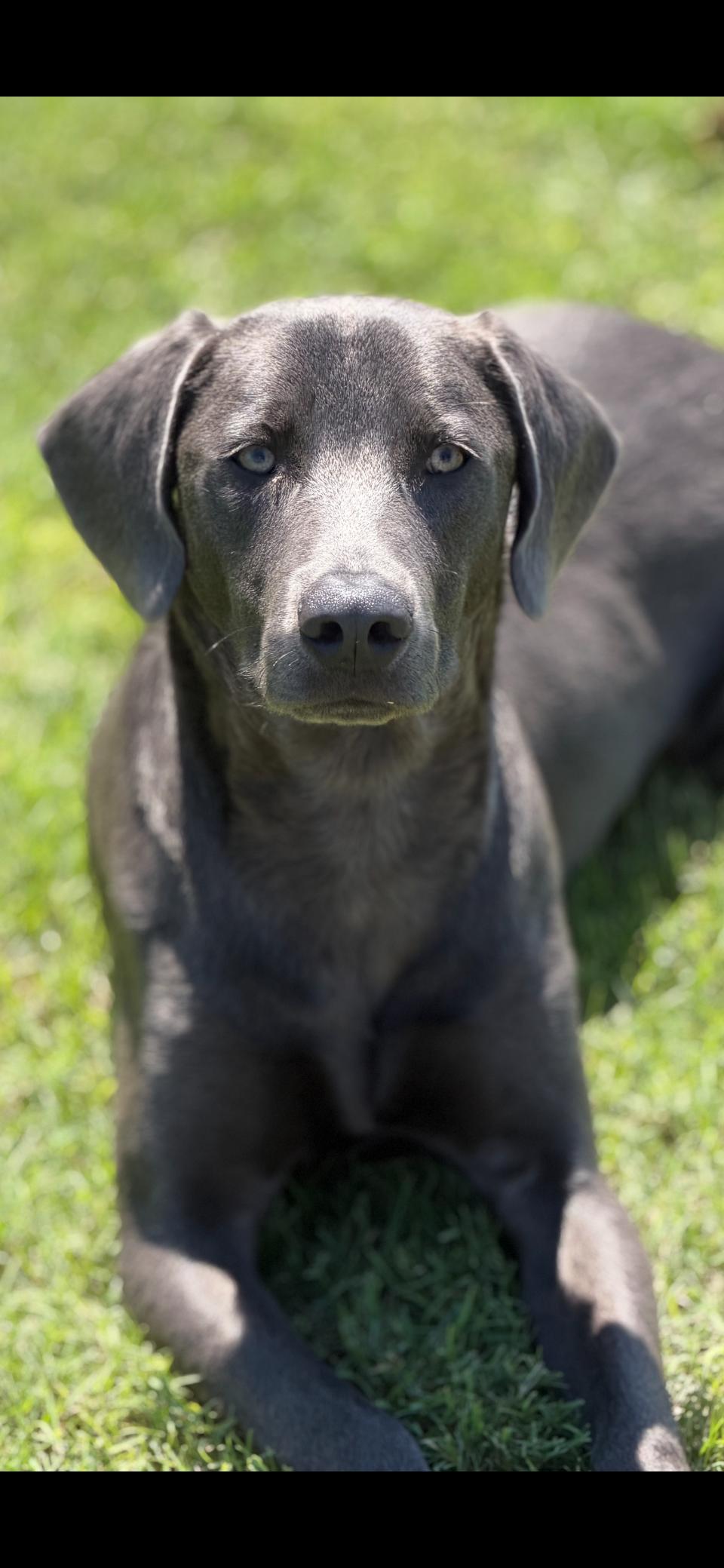 Mellow, ADOPTABLE, Adult Male Weimaraner & Labrador Retriever.