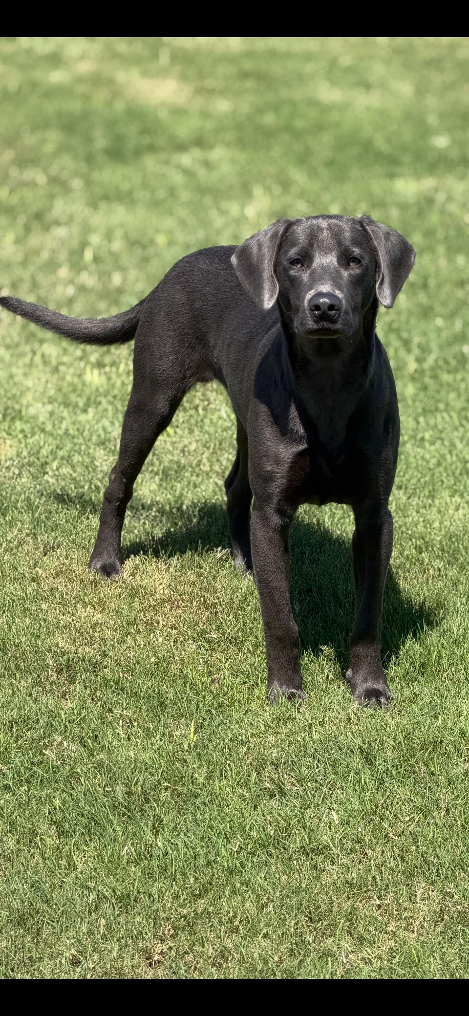 Mellow, a ADOPTABLE mixed breed in Sharon, CT image 2/4