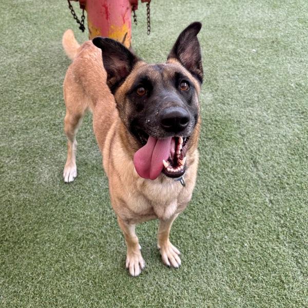 Enlarge Minerva, a Adoptable mixed breed in Oceanside, CA image 2/2