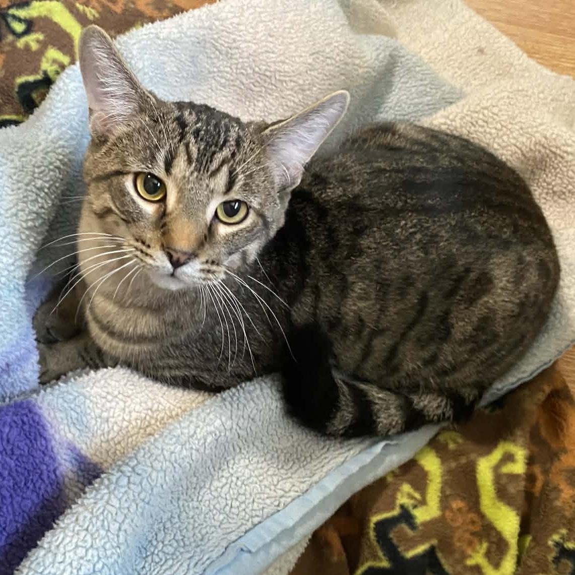 IGNACIOUS, Adoptable, Kitten Male Domestic Short Hair.