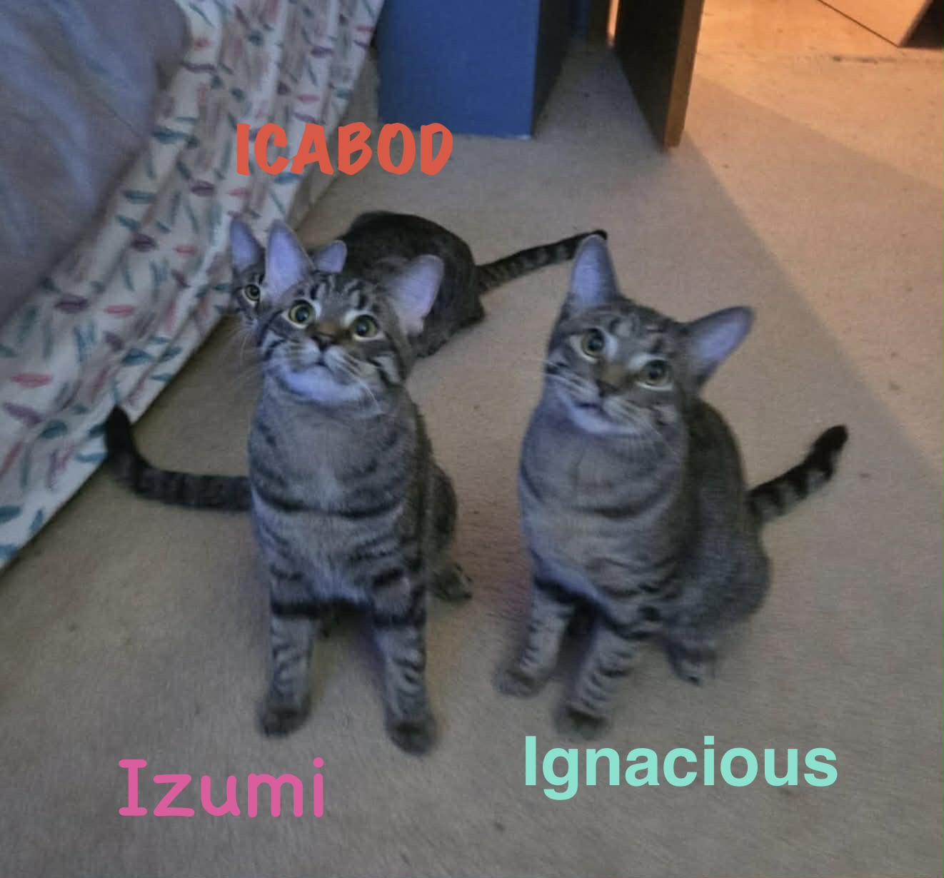 Enlarge IGNACIOUS, a Adoptable Domestic Short Hair in Delhi, ON image 4/6