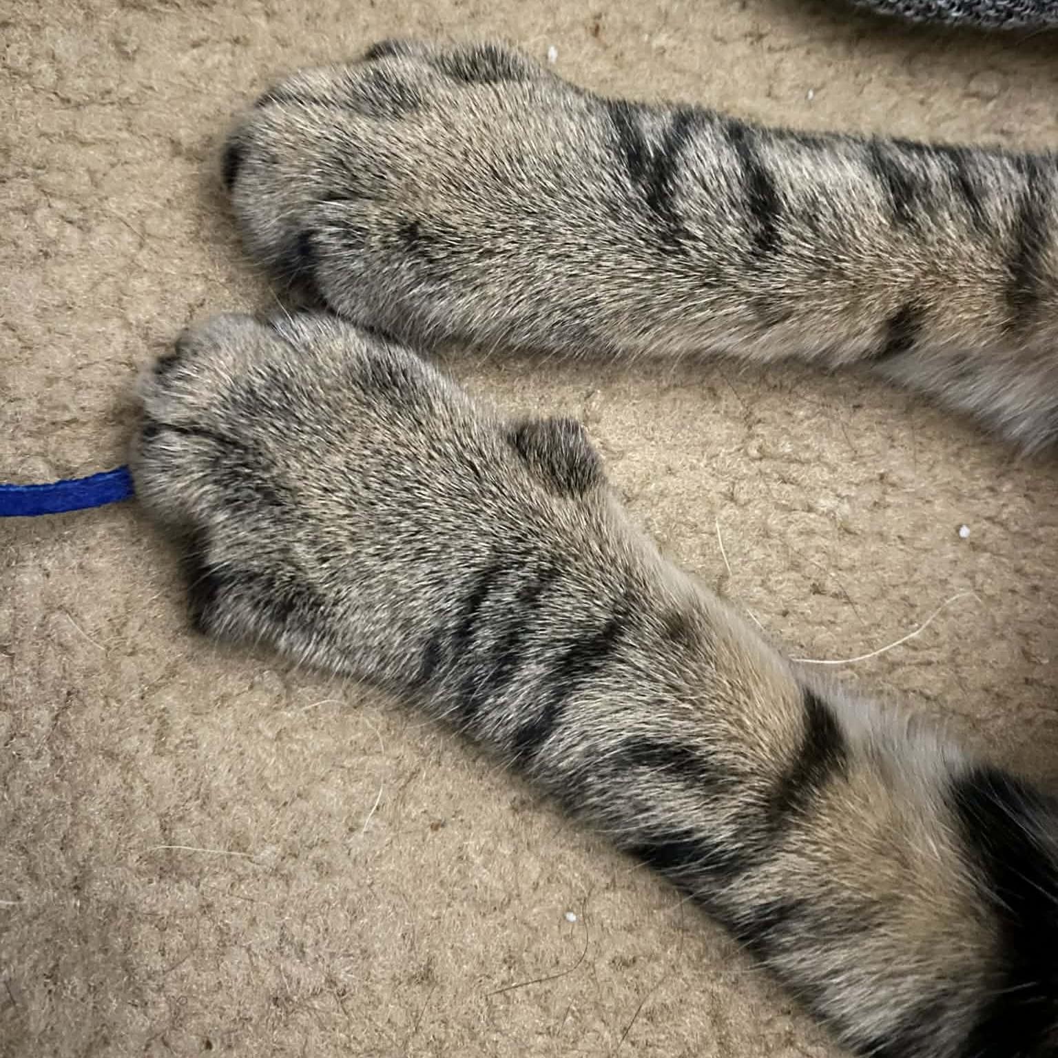 Enlarge IGNACIOUS, a Adoptable Domestic Short Hair in Delhi, ON image 3/6