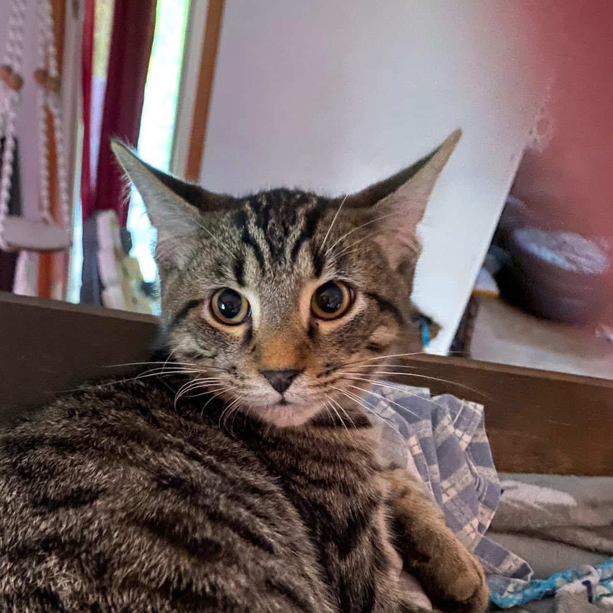 Enlarge IGNACIOUS, a Adoptable Domestic Short Hair in Delhi, ON image 2/6