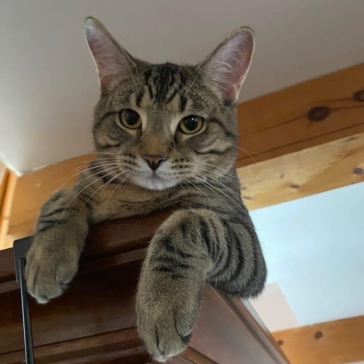 Enlarge IGNACIOUS, a Adoptable Domestic Short Hair in Delhi, ON image 1/6