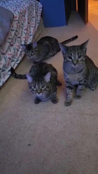 Enlarge IGNACIOUS, a Adoptable Domestic Short Hair in Delhi, ON video 5/6