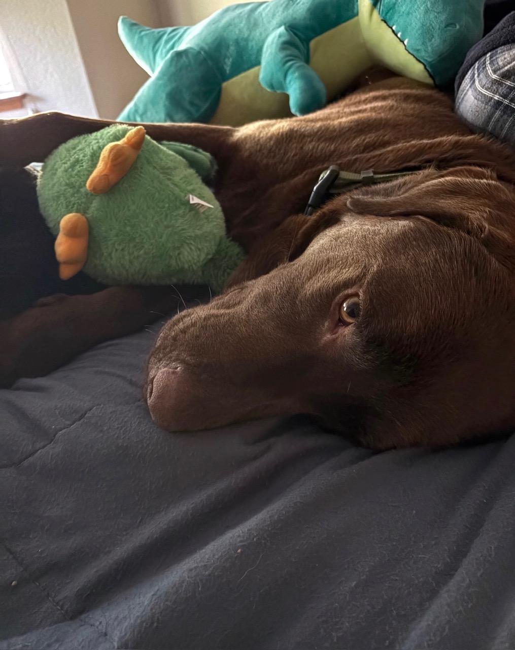 Enlarge Bear, a ADOPTABLE Labrador Retriever in Sacramento, CA image 6/6