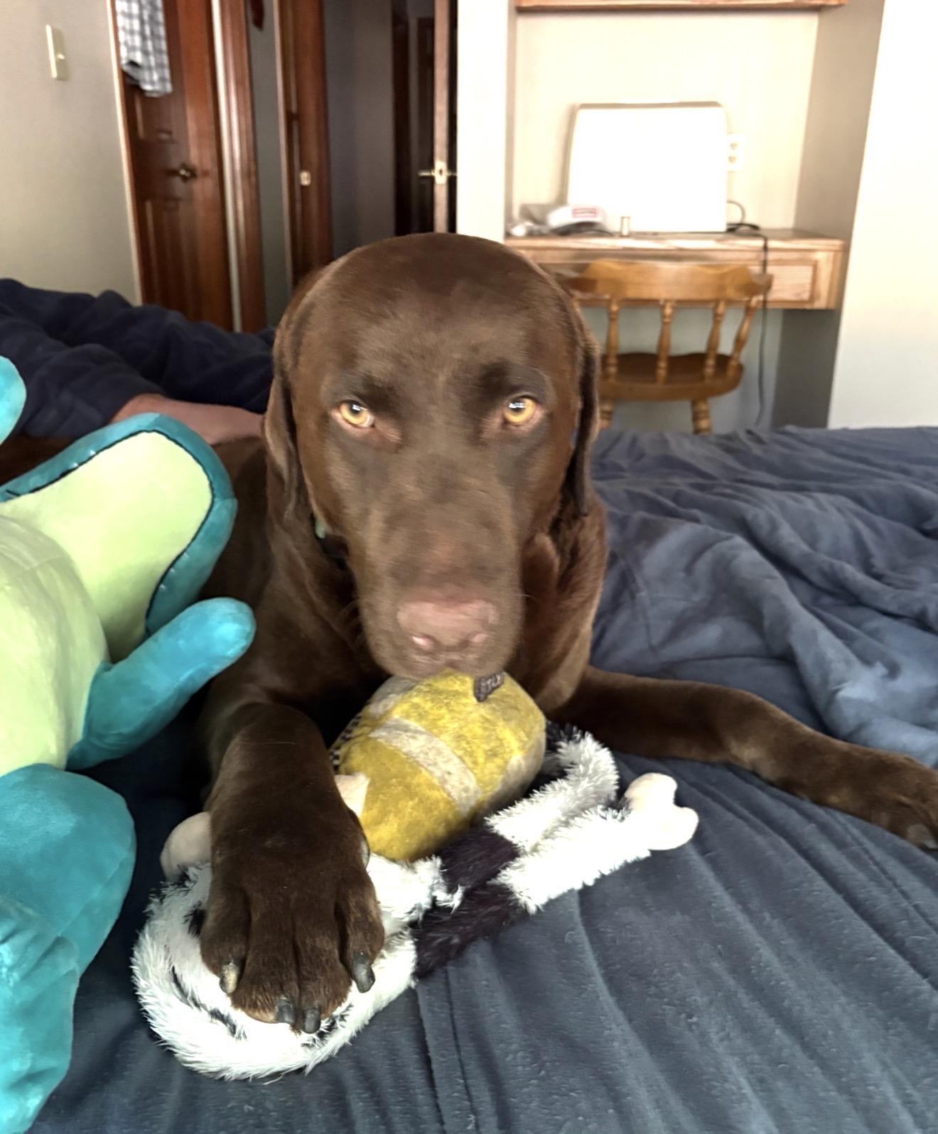 Enlarge Bear, a ADOPTABLE Labrador Retriever in Sacramento, CA image 5/6