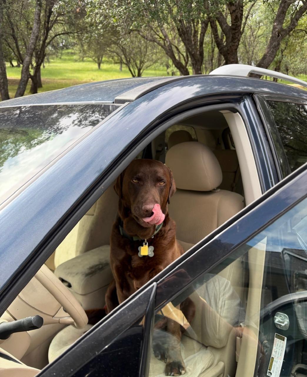 Enlarge Bear, a ADOPTABLE Labrador Retriever in Sacramento, CA image 3/6