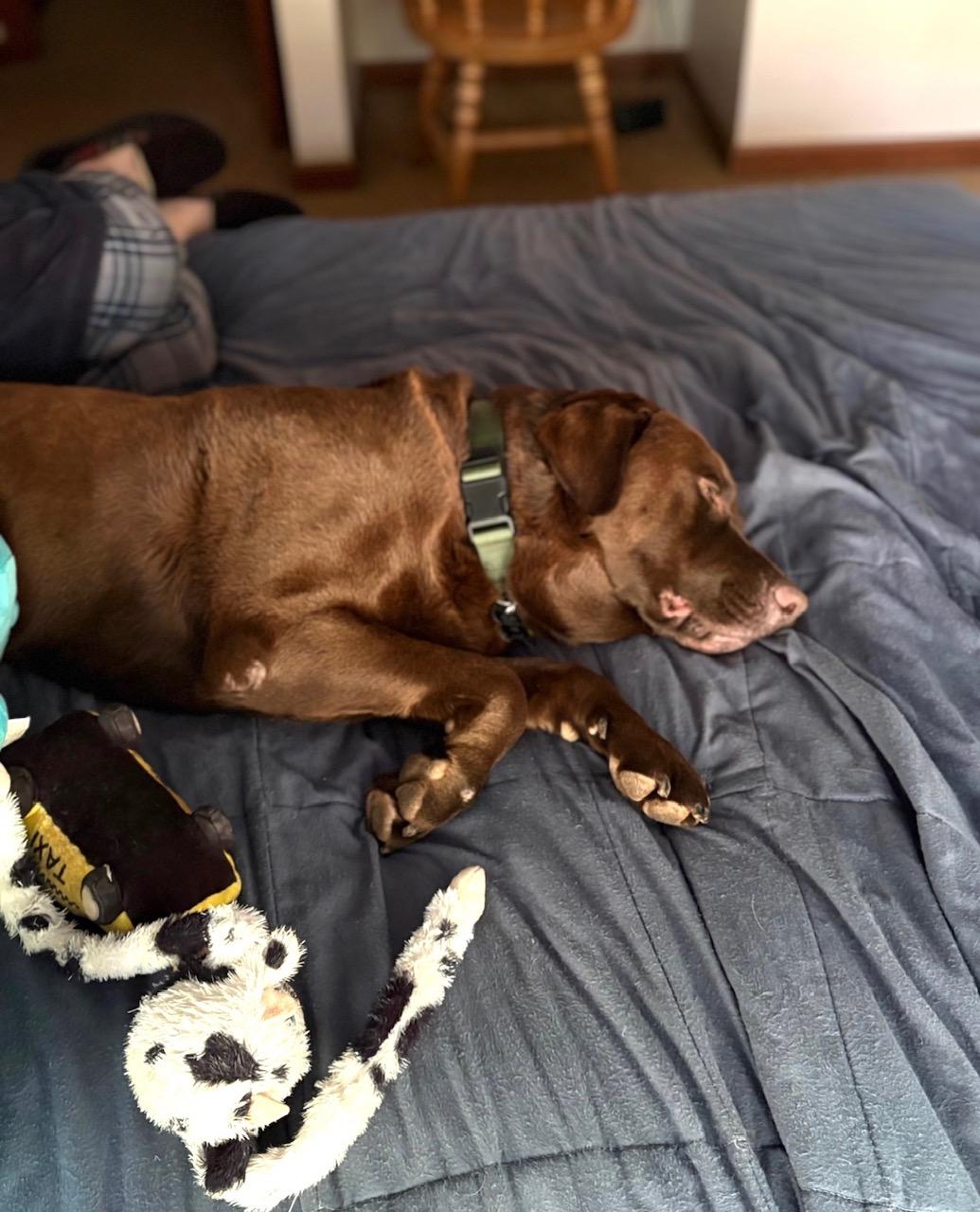 Enlarge Bear, a ADOPTABLE Labrador Retriever in Sacramento, CA image 4/6
