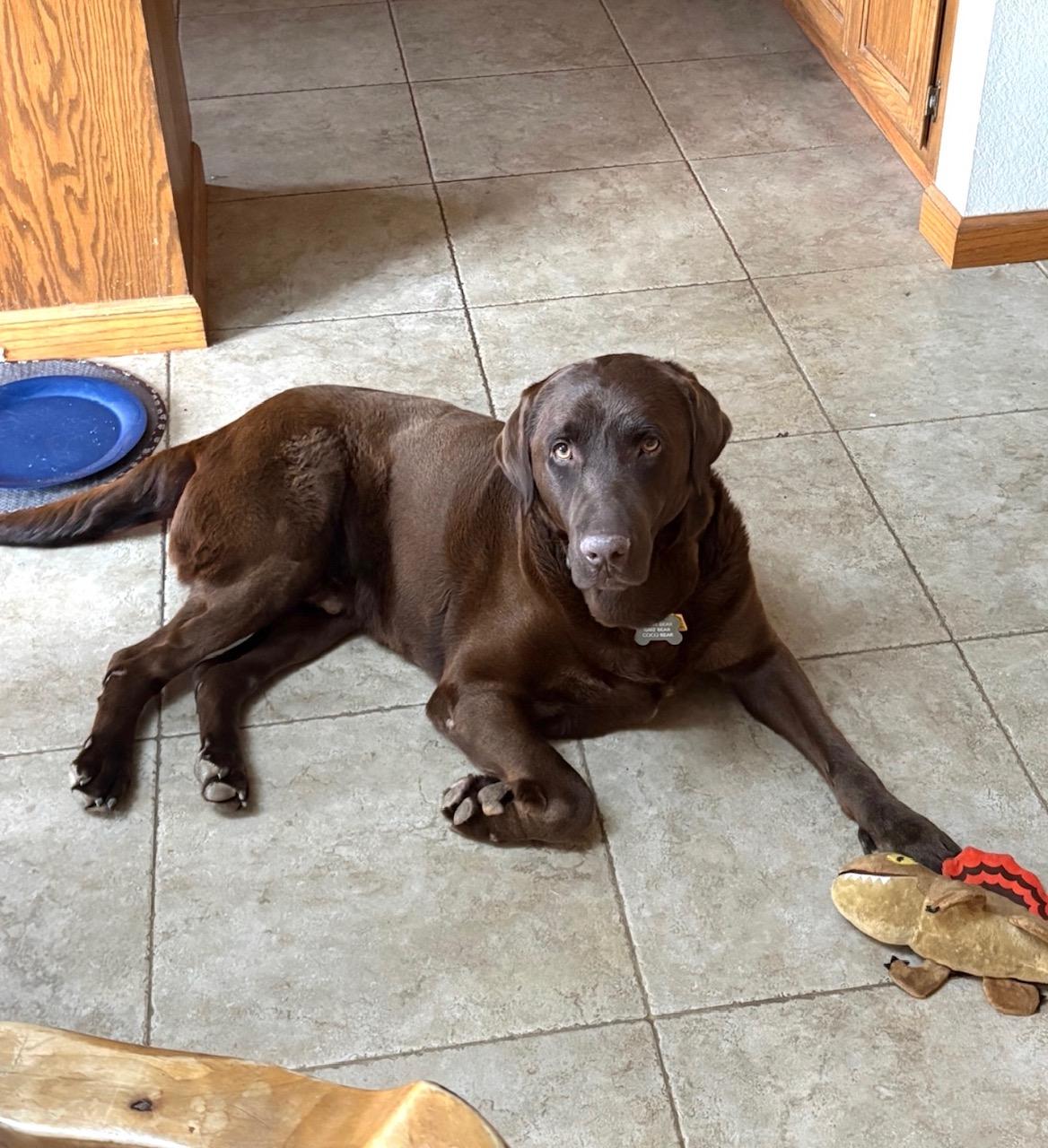 Enlarge Bear, a ADOPTABLE Labrador Retriever in Sacramento, CA image 2/6