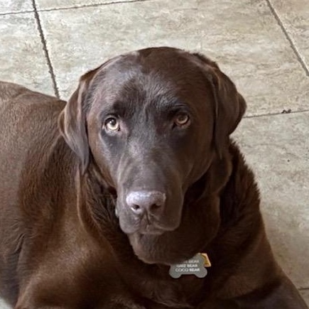 Bear, ADOPTABLE, Young Male Labrador Retriever.