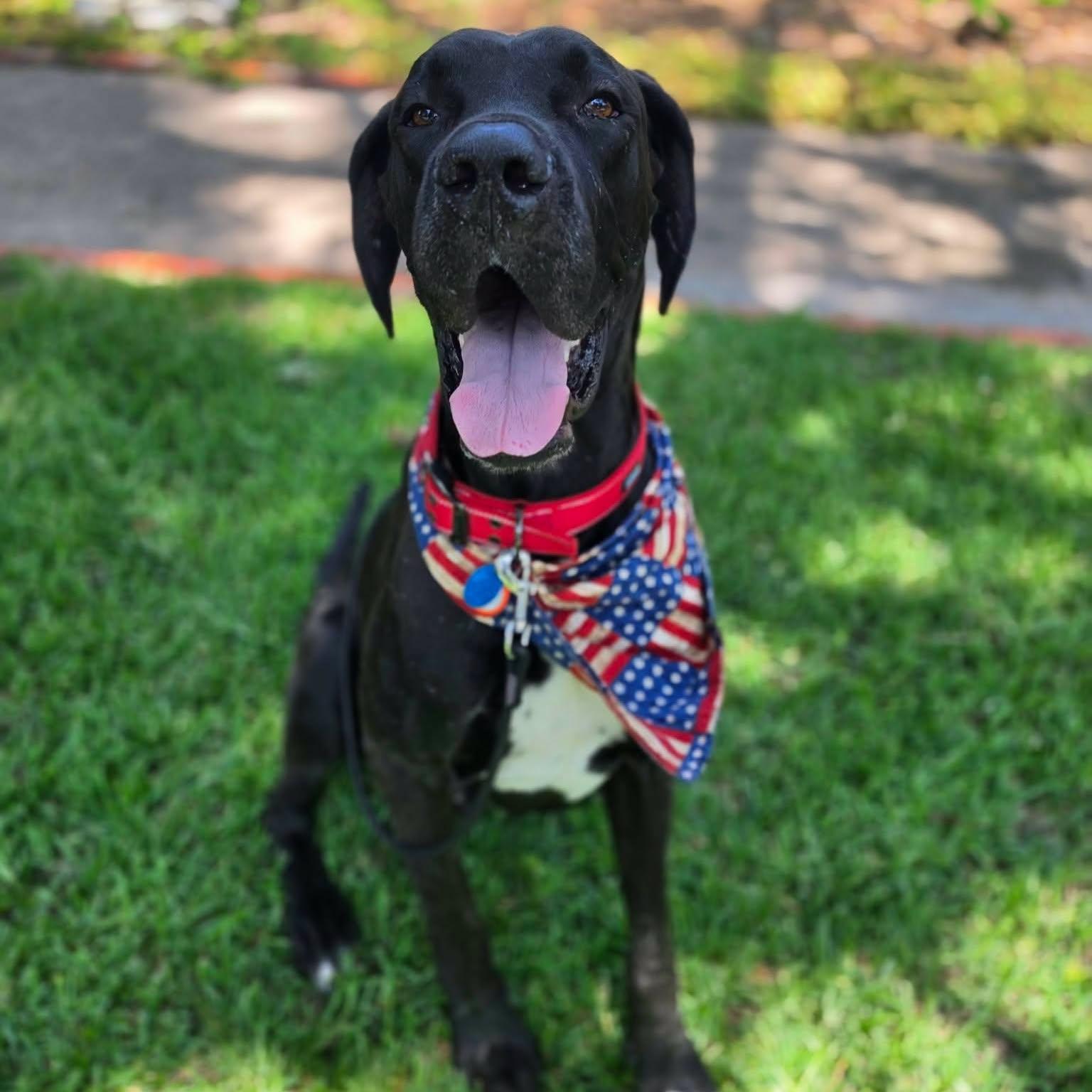 Red, Adoptable, Adult Male Great Dane.