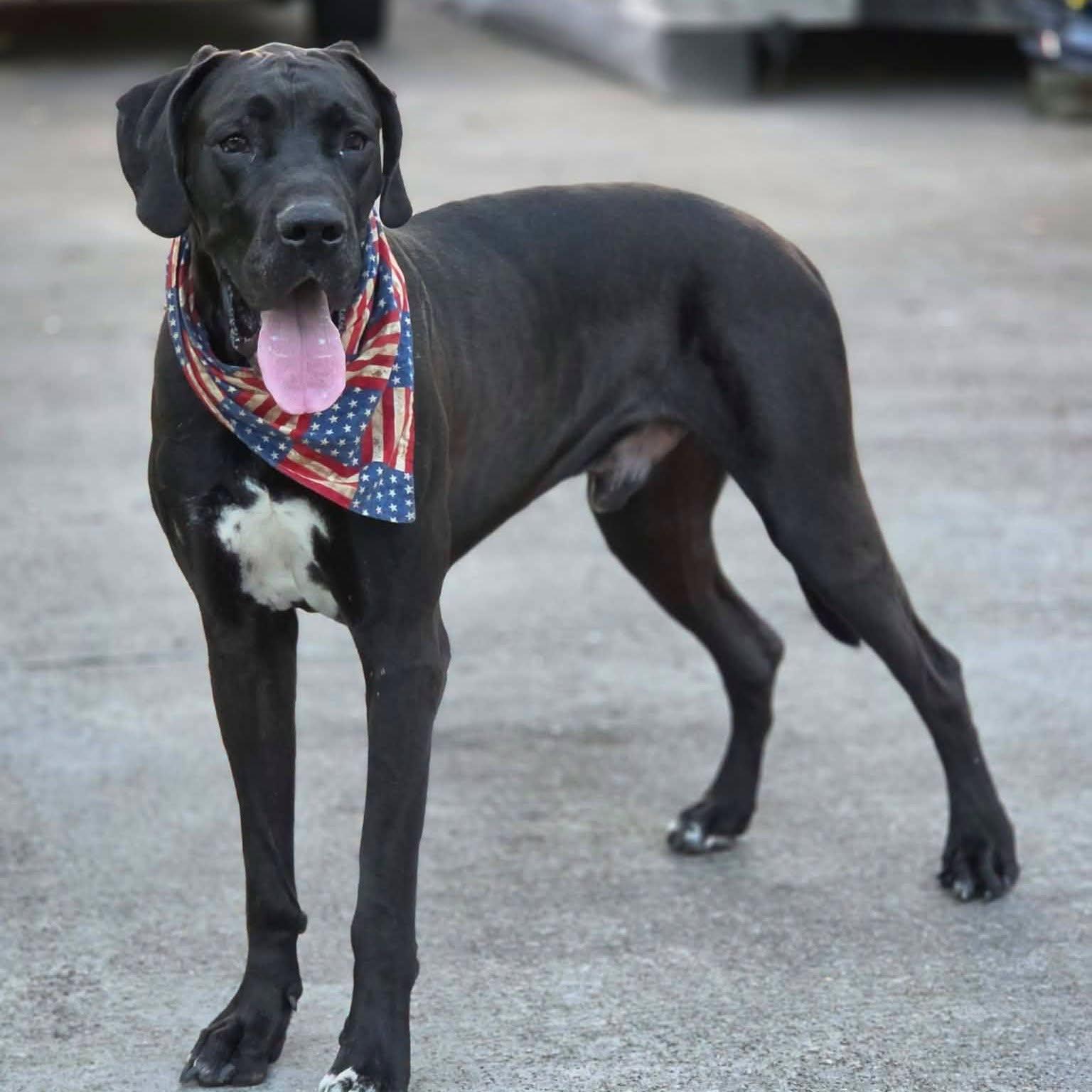 Enlarge Red, a Adopted Great Dane in Dallas, TX image 3/3