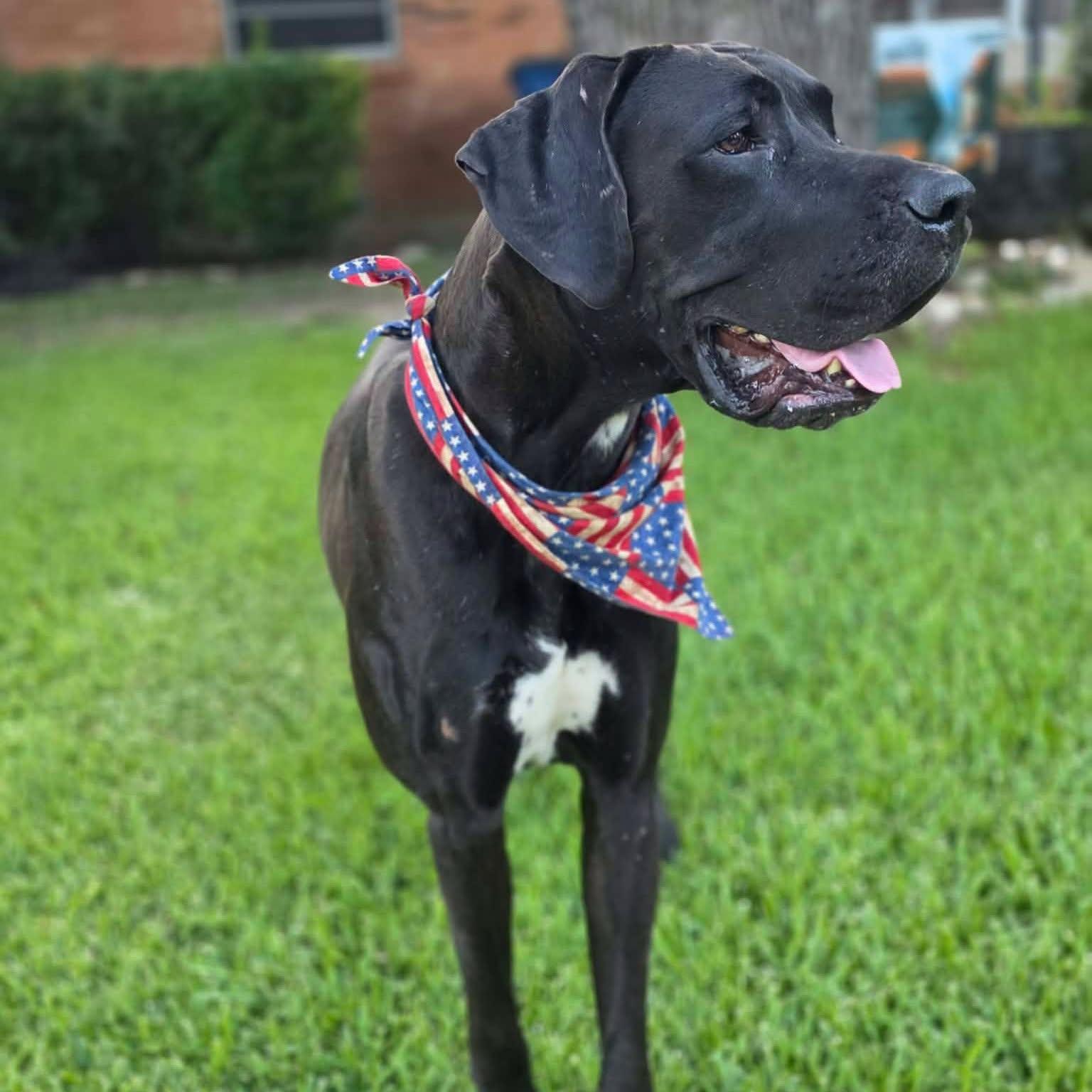 Enlarge Red, a Adopted Great Dane in Dallas, TX image 2/3