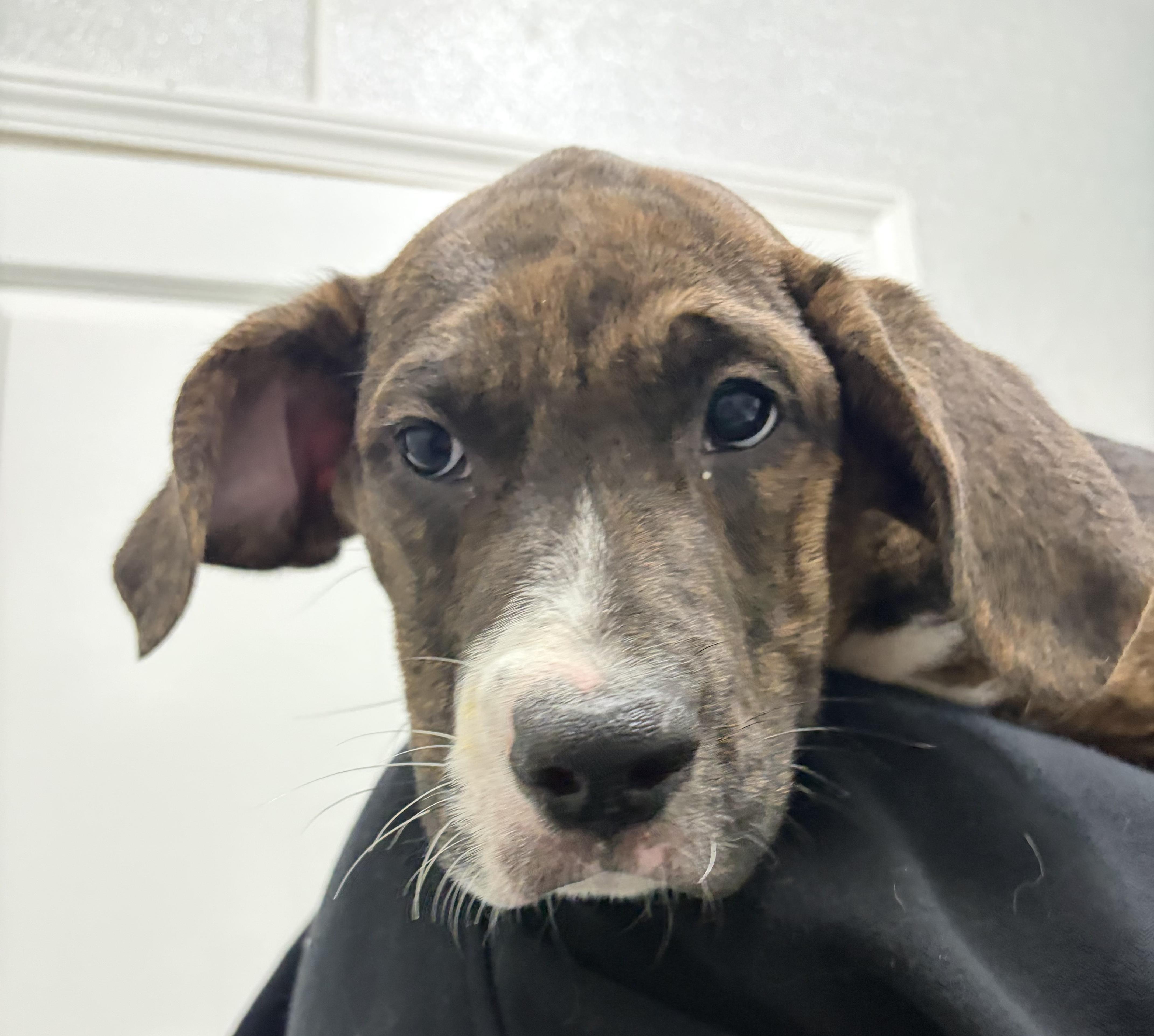 Farley, ADOPTABLE, Puppy Male Mixed Breed.